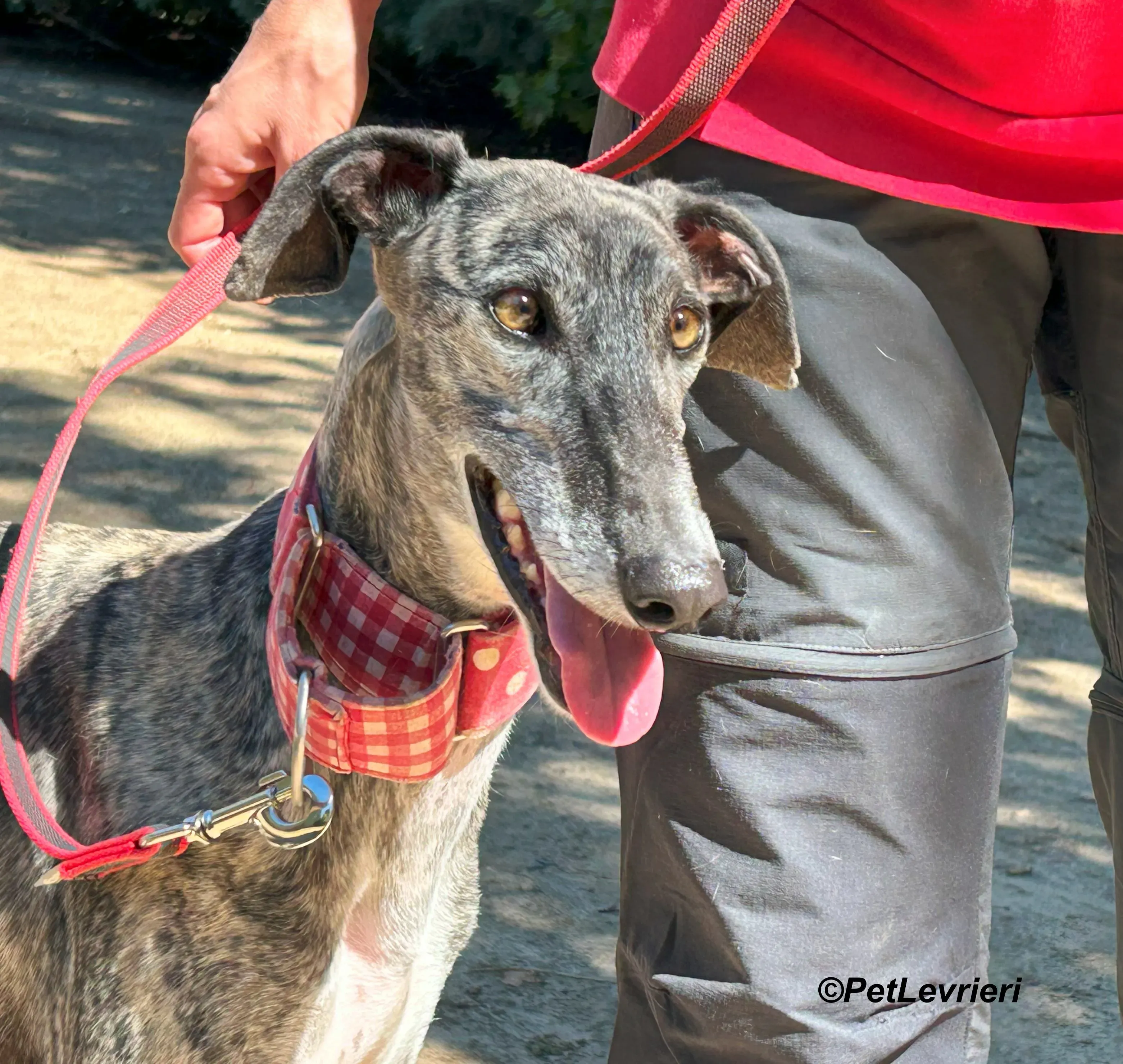 Bonnie galgo adozione pet levrieri onlus 11
