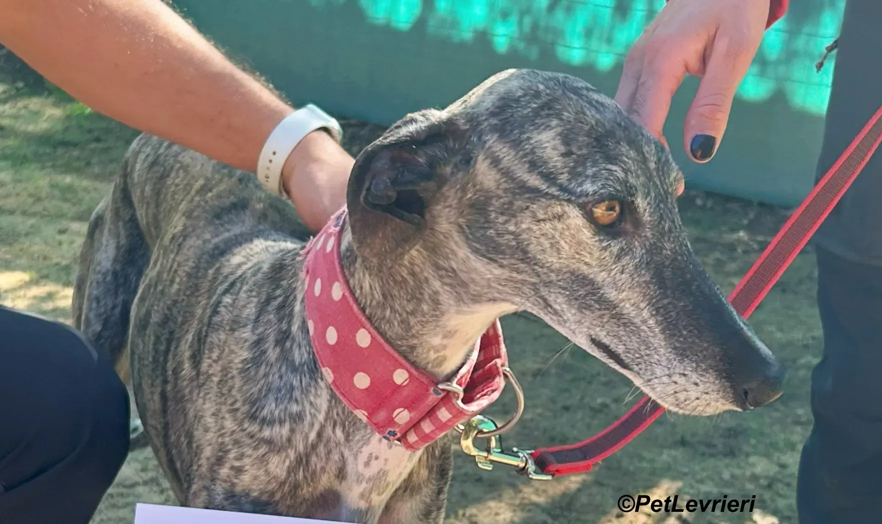 Bonnie galgo adozione pet levrieri onlus 2