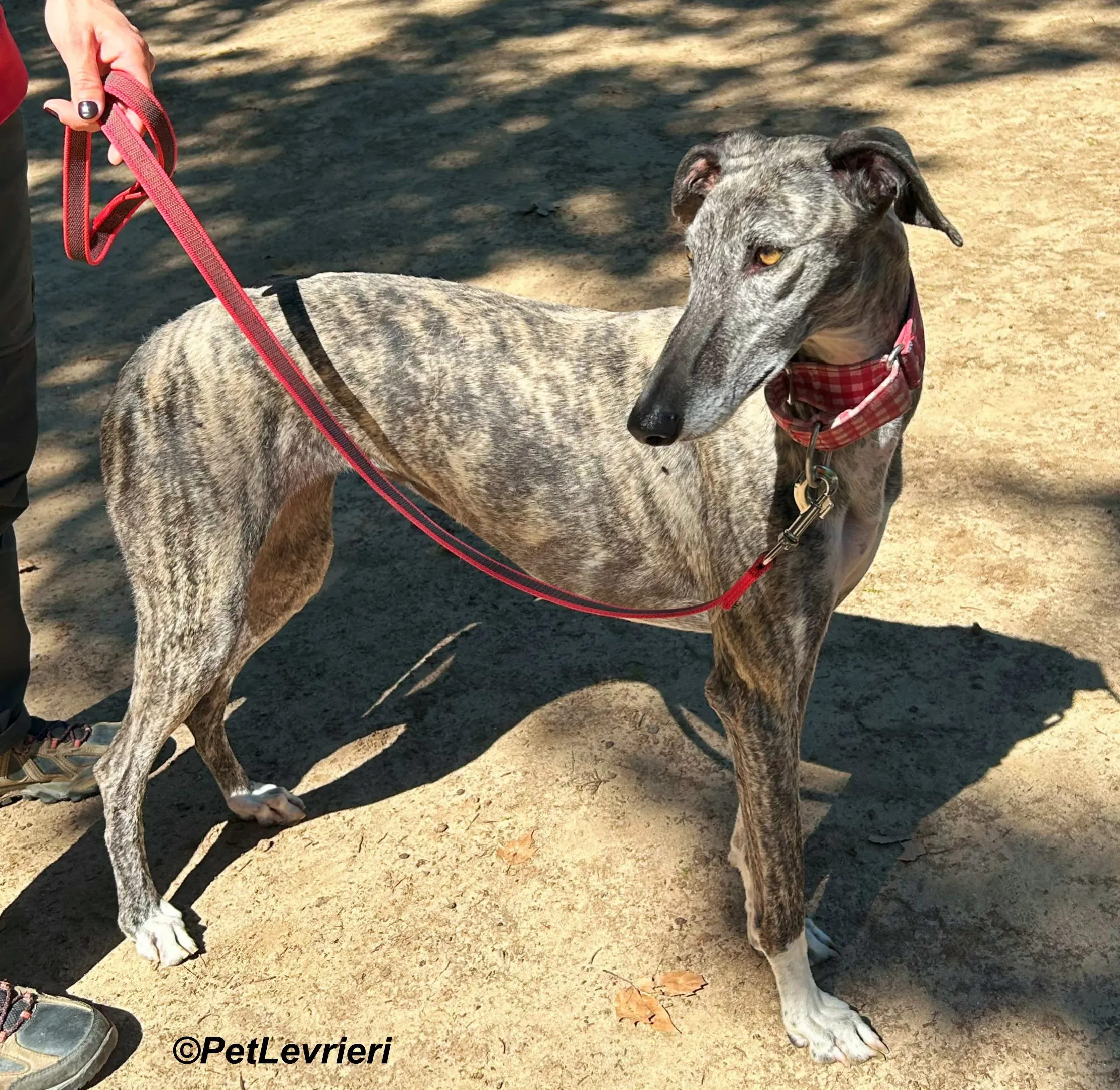 Bonnie galgo adozione pet levrieri onlus 3