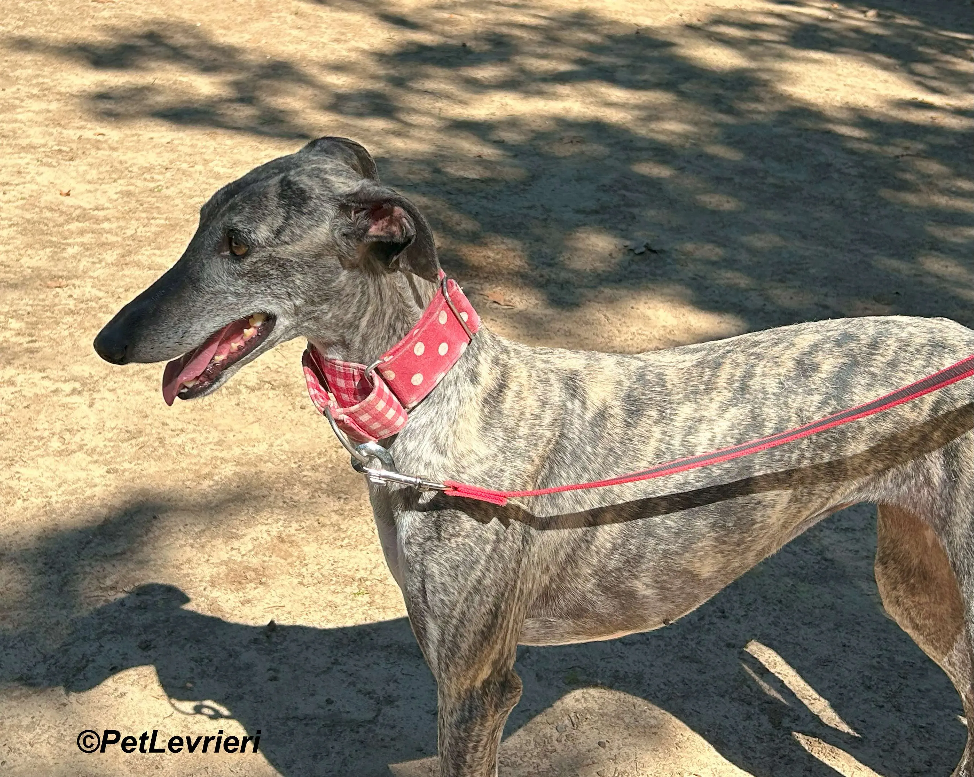 Bonnie galgo adozione pet levrieri onlus 4