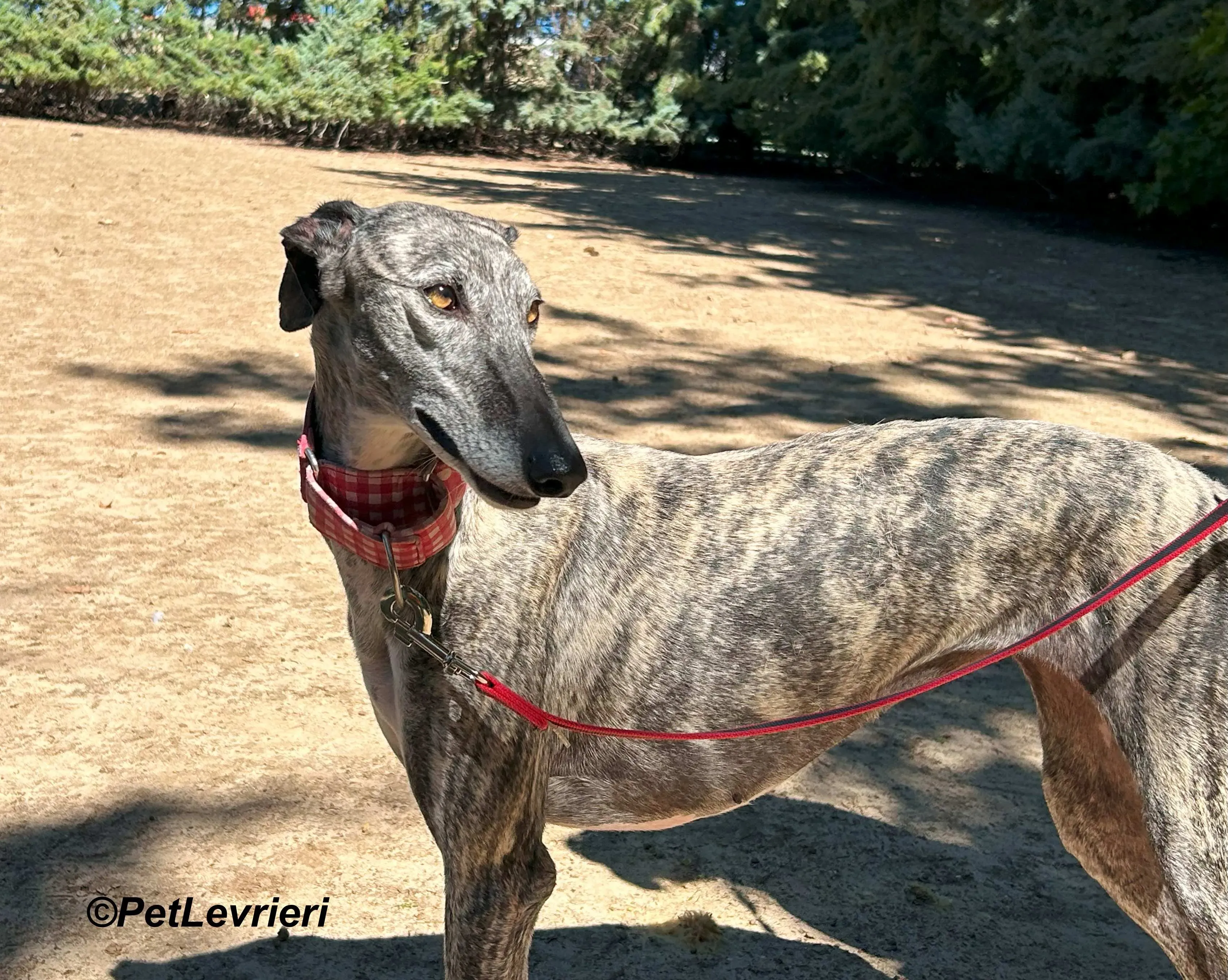 Bonnie galgo adozione pet levrieri onlus 5