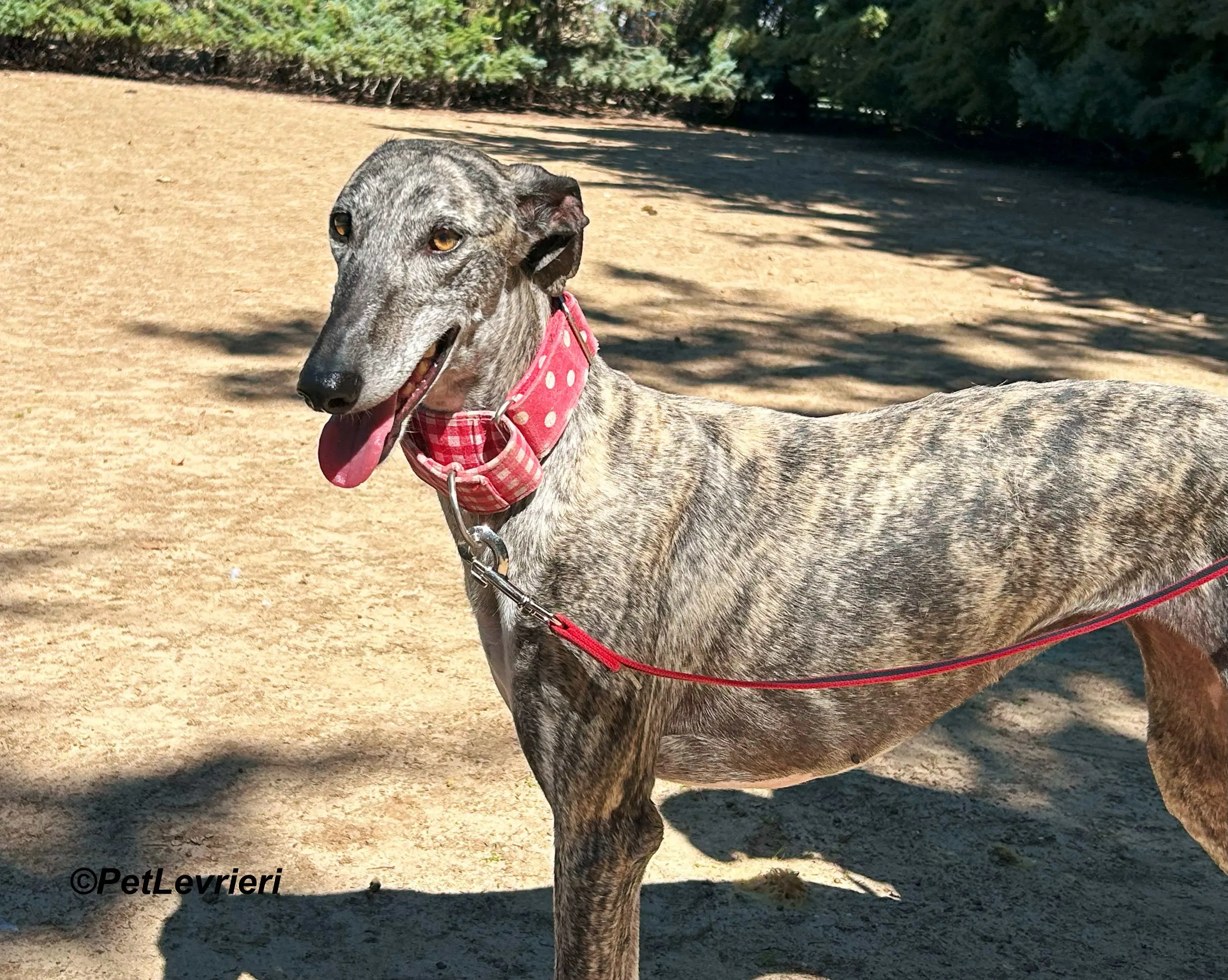 Bonnie galgo adozione pet levrieri onlus 6