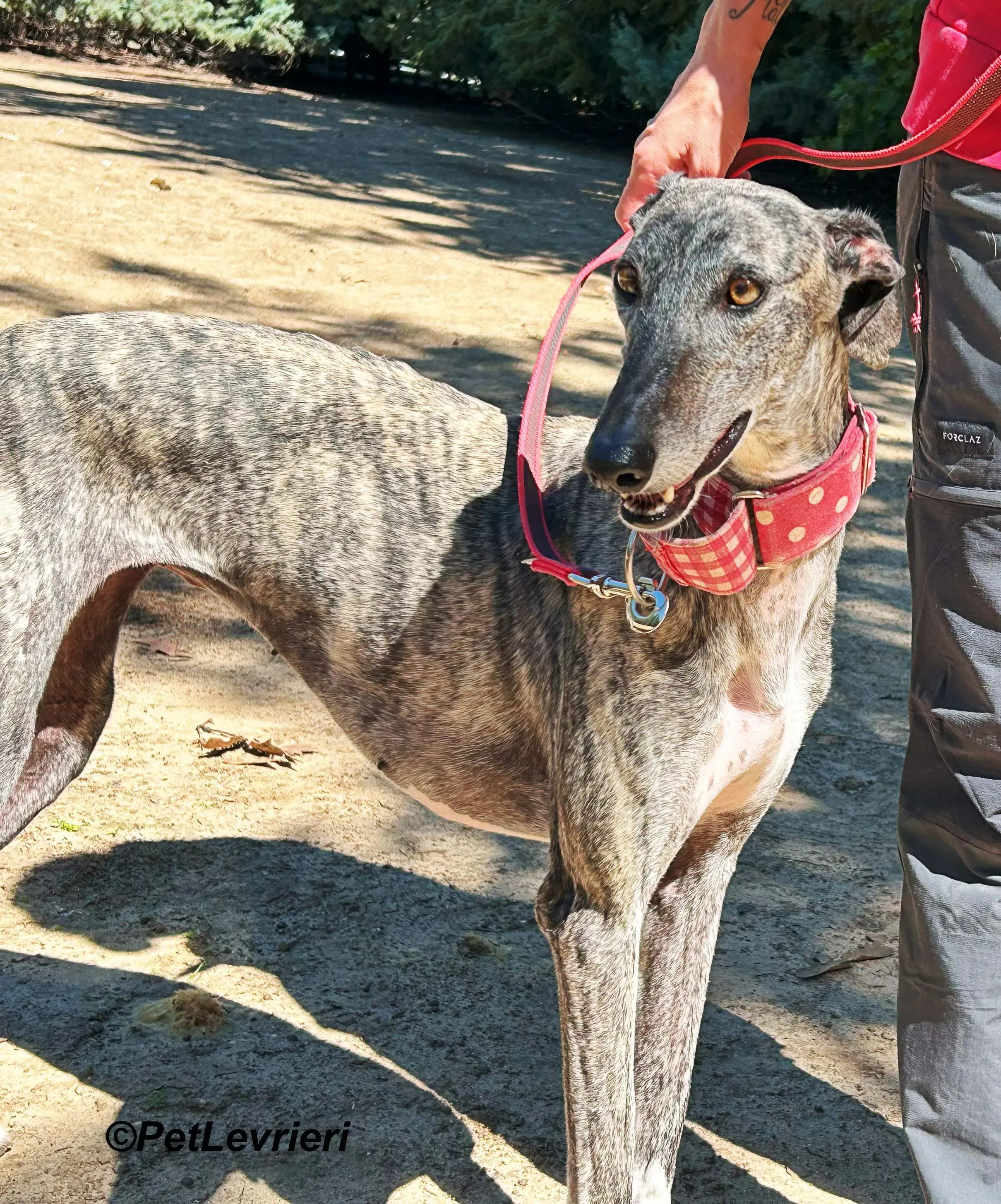 Bonnie galgo adozione pet levrieri onlus 7