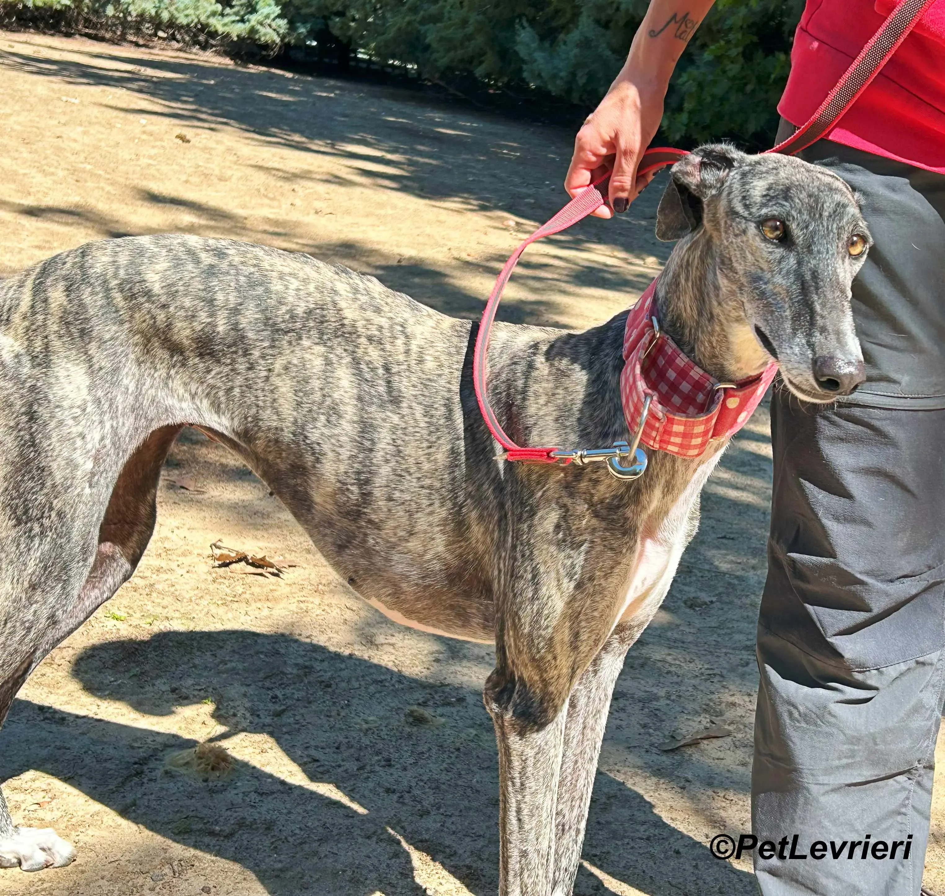 Bonnie galgo adozione pet levrieri onlus 8