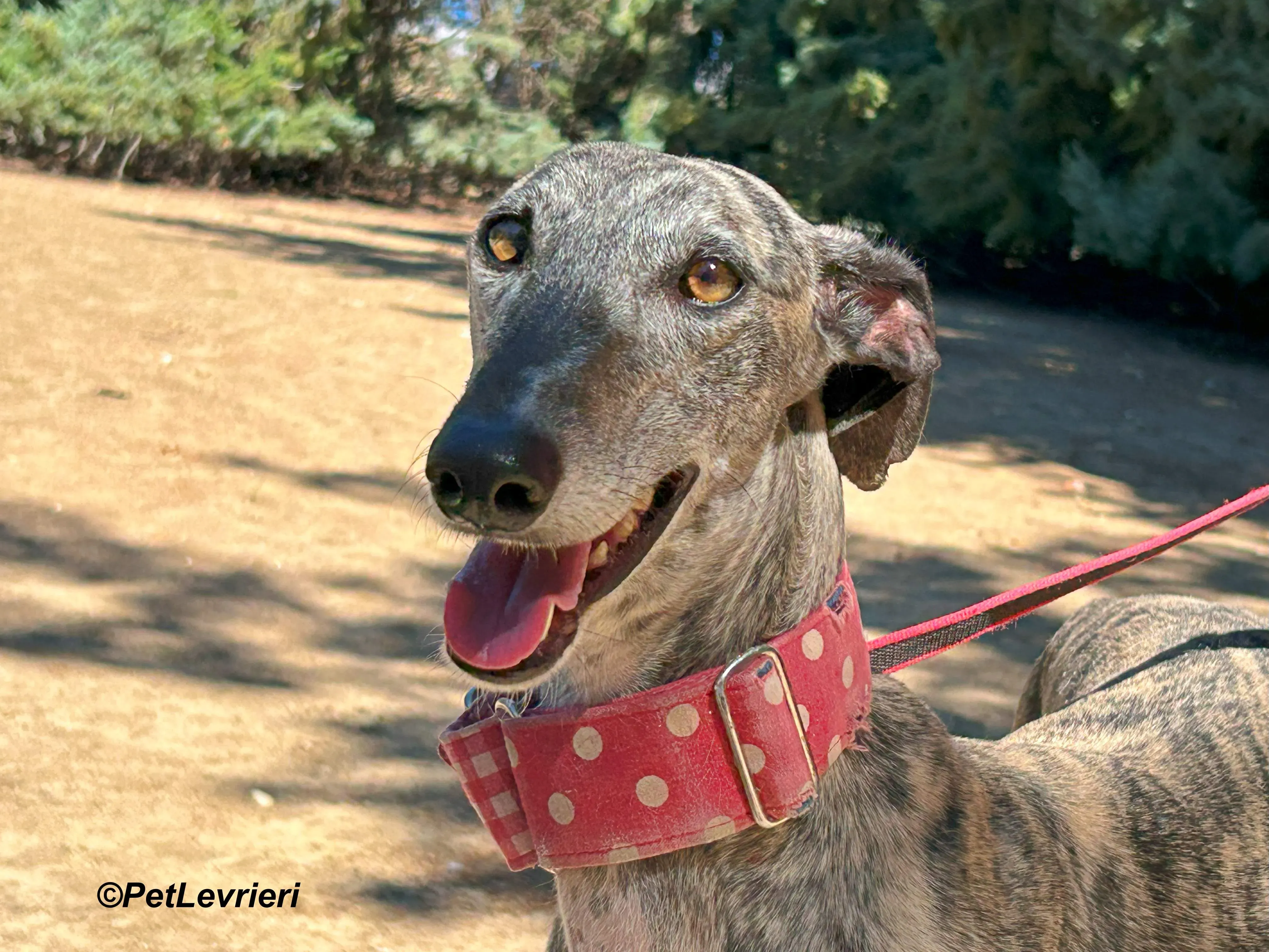 Bonnie galgo adozione pet levrieri onlus 9