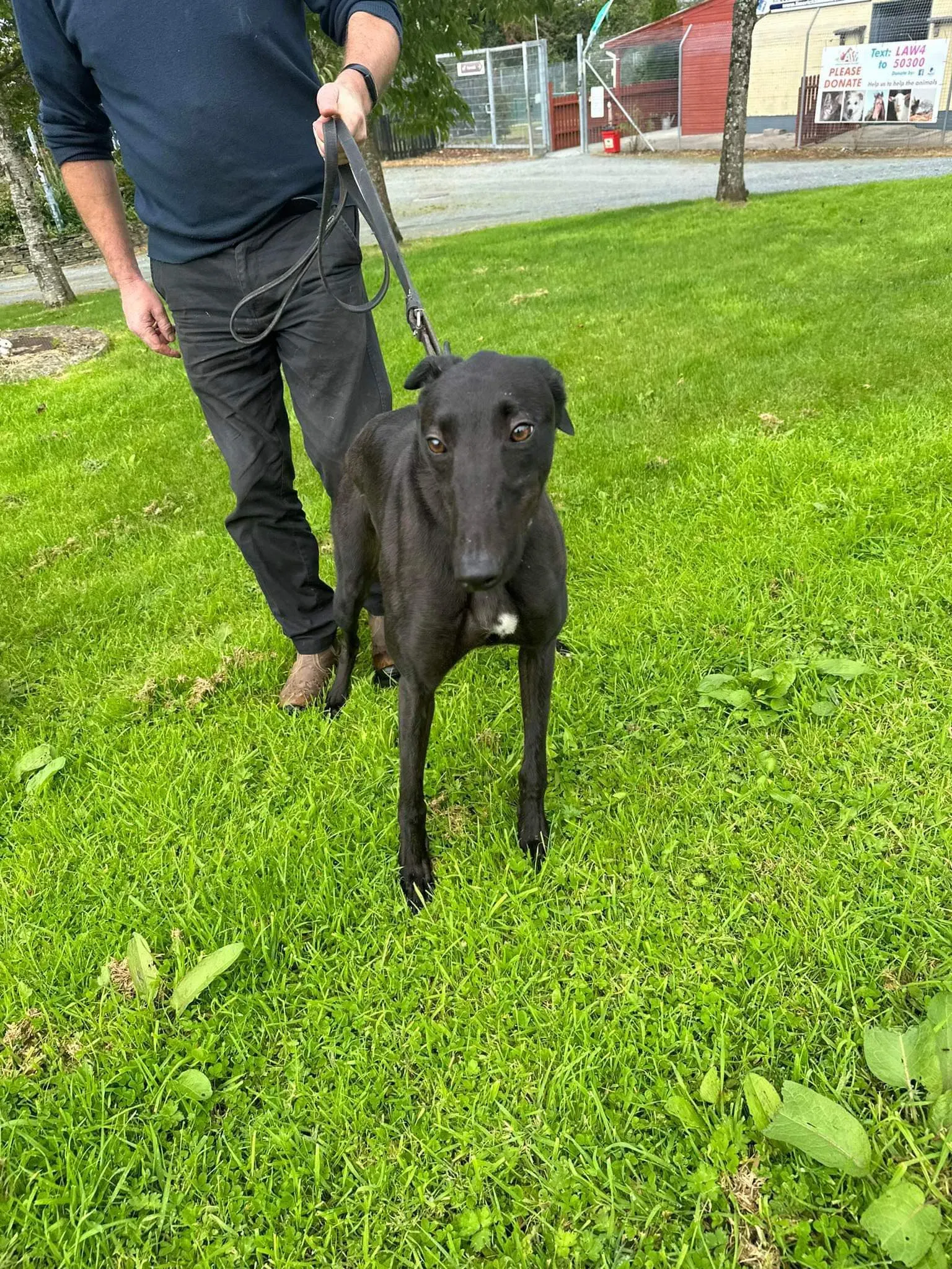 Bono adozione levrieri greyhound 1