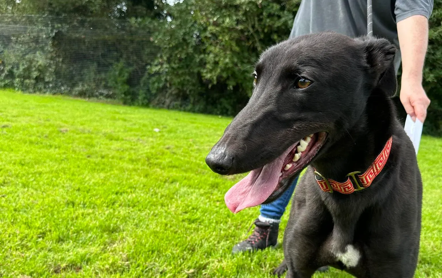 Bono adozione levrieri greyhound 10 e1694014668516