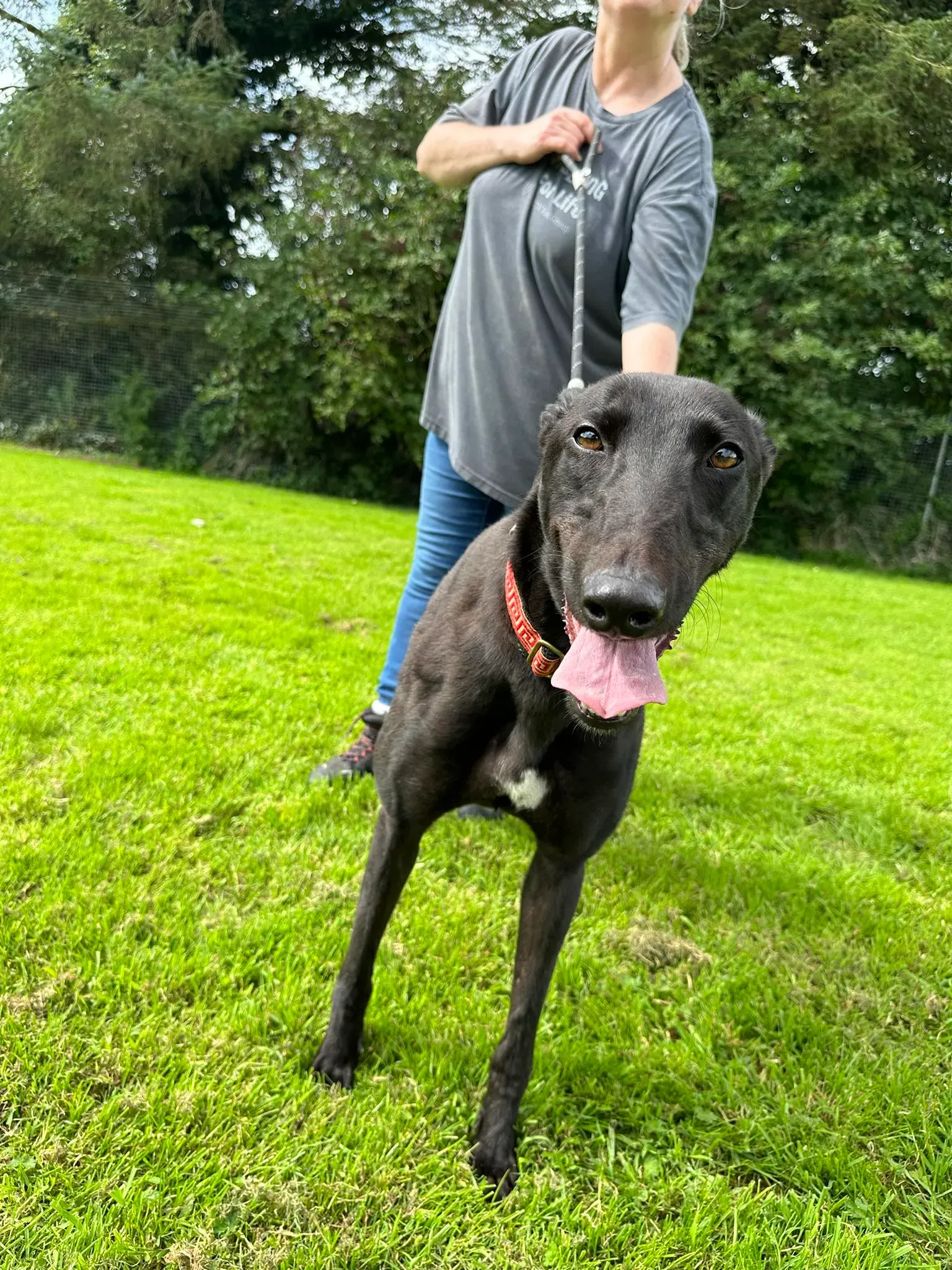 Bono adozione levrieri greyhound 11