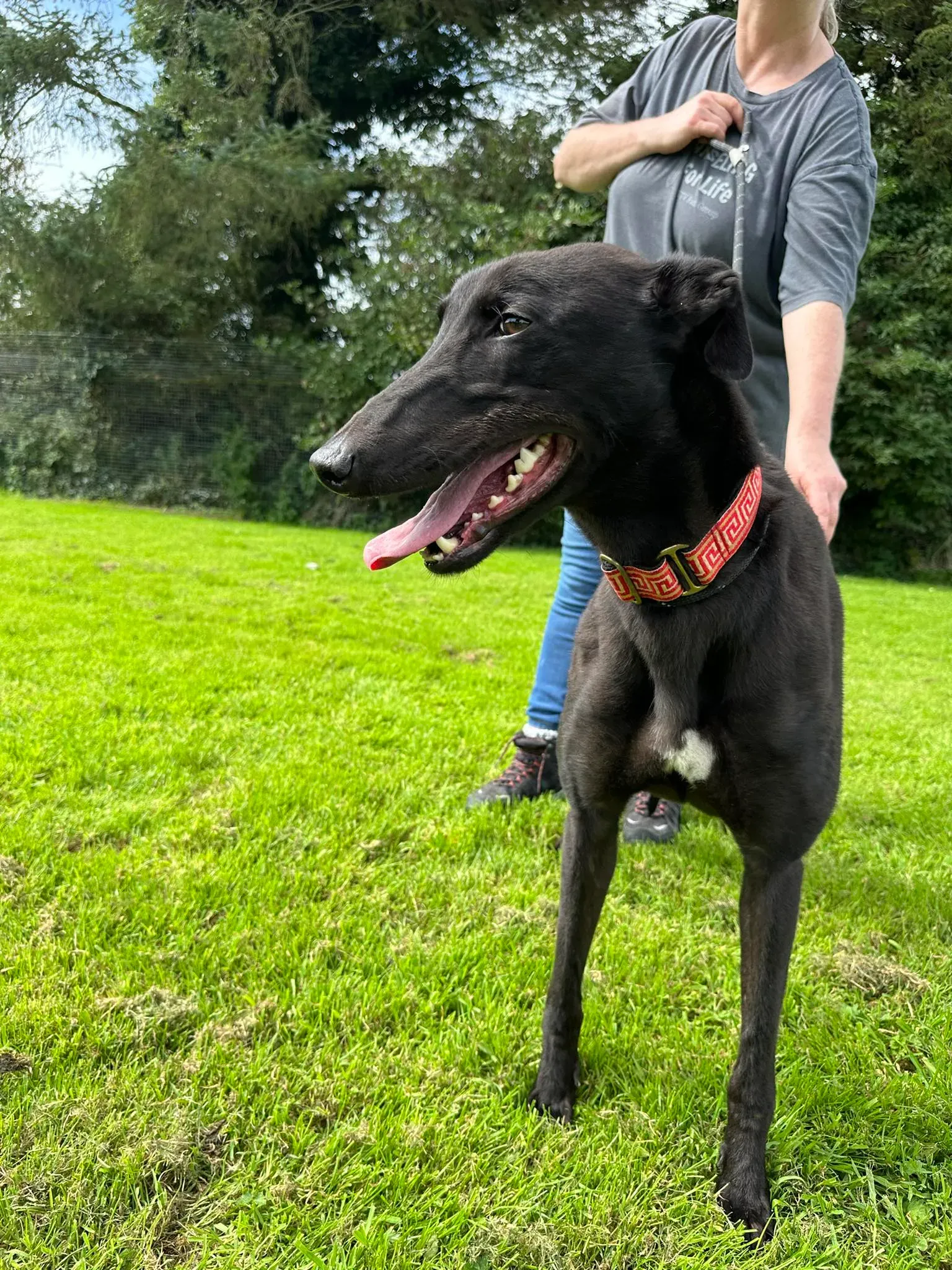 Bono adozione levrieri greyhound 12