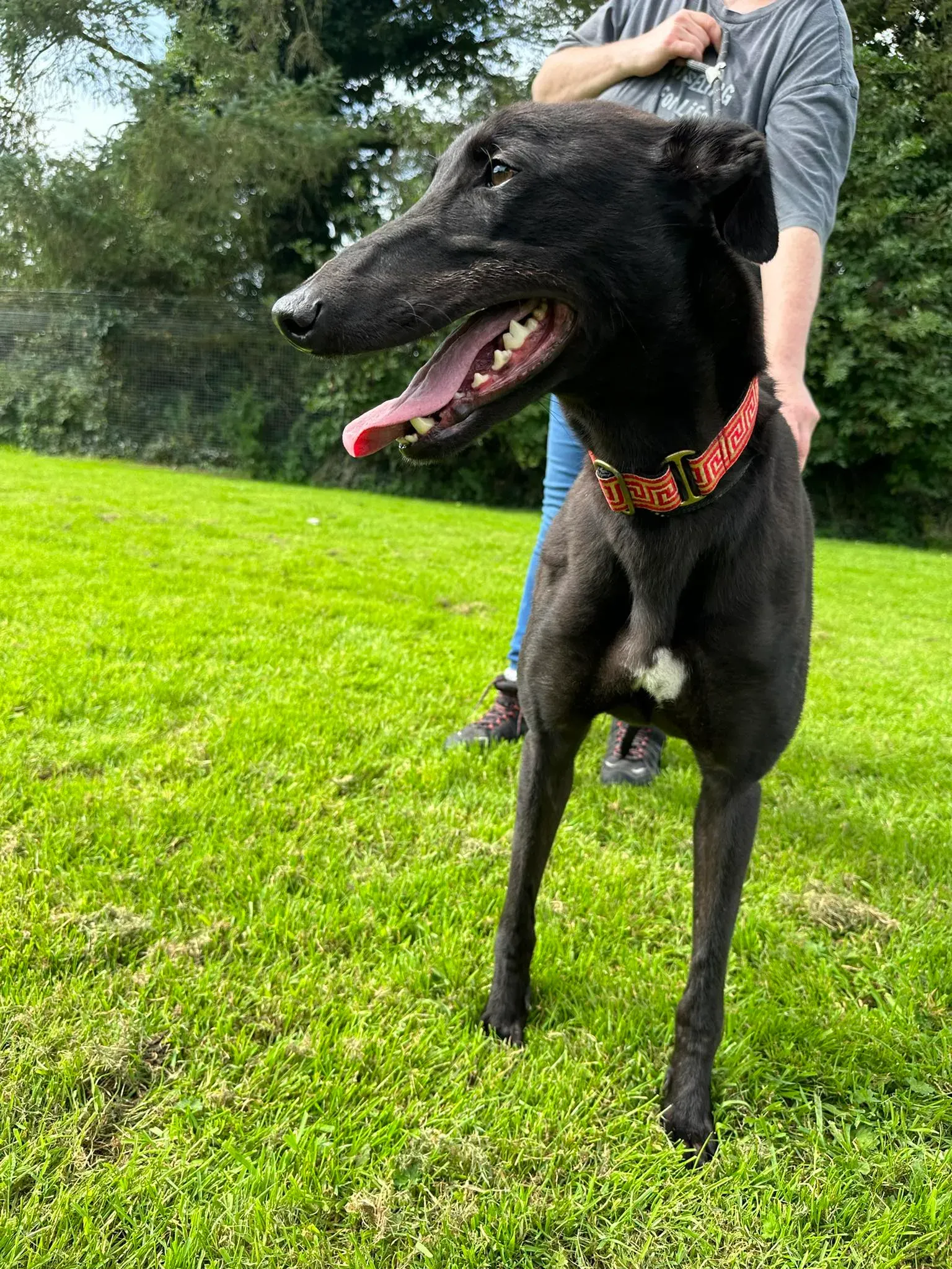 Bono adozione levrieri greyhound 13