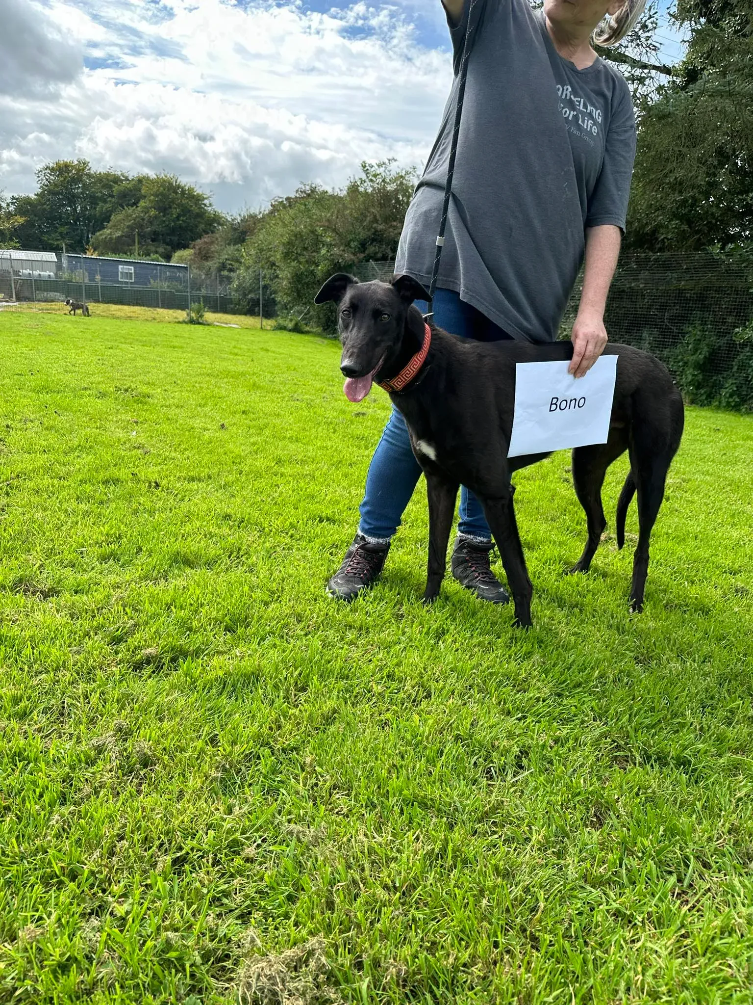 Bono adozione levrieri greyhound 14