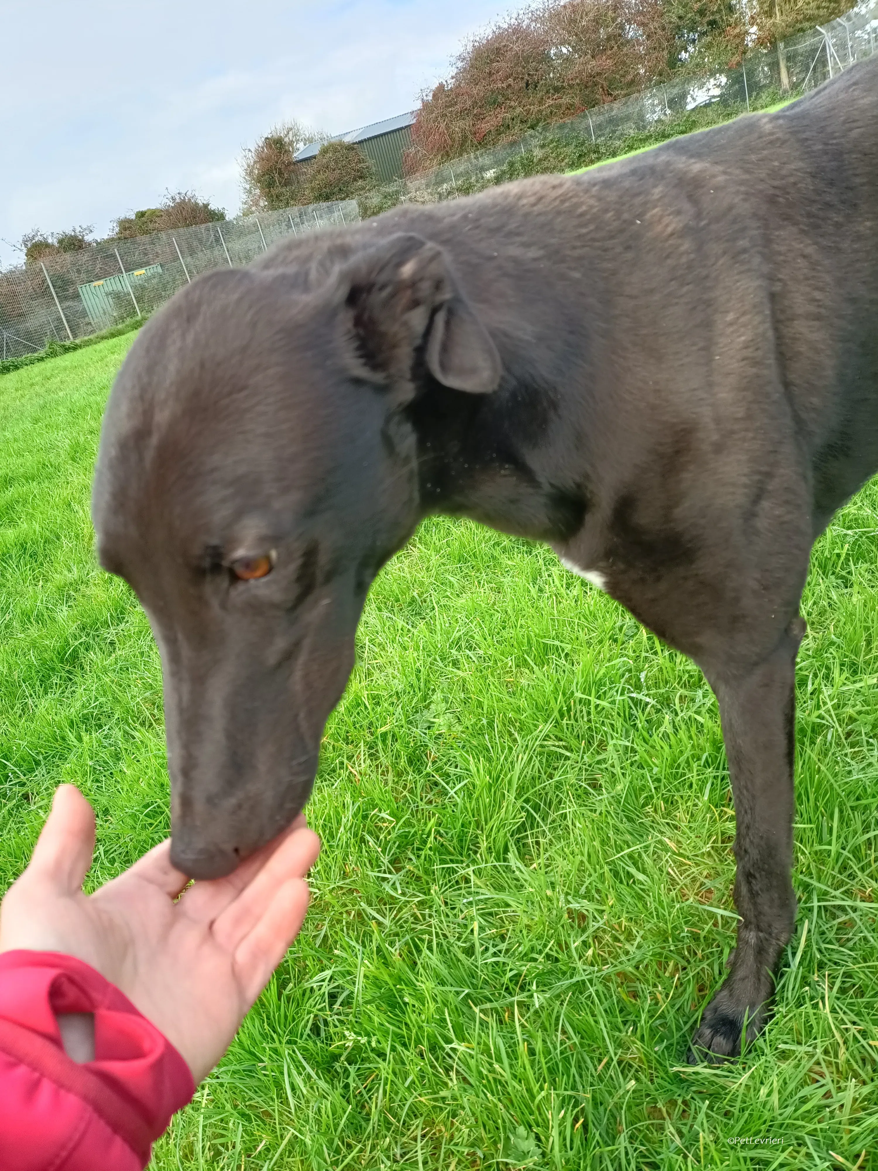 Bono adozione levrieri greyhound 15