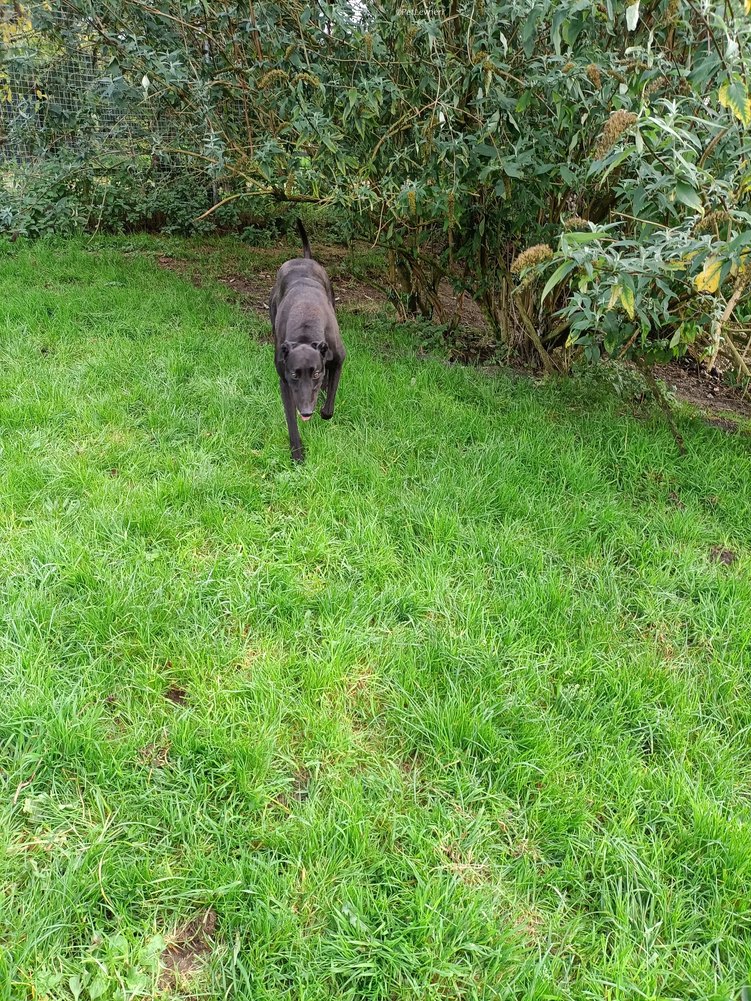 Bono adozione levrieri greyhound 16