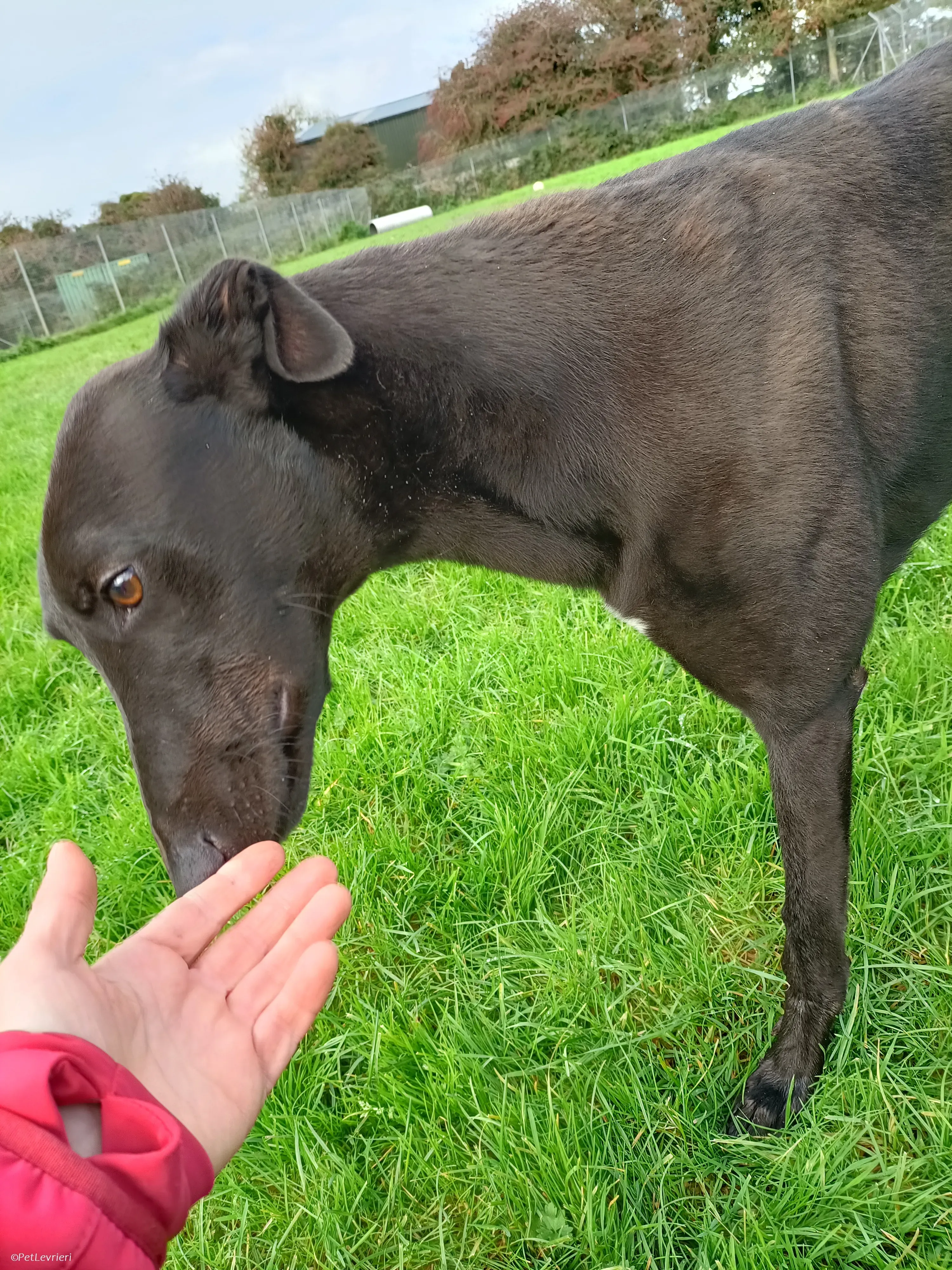 Bono adozione levrieri greyhound 17