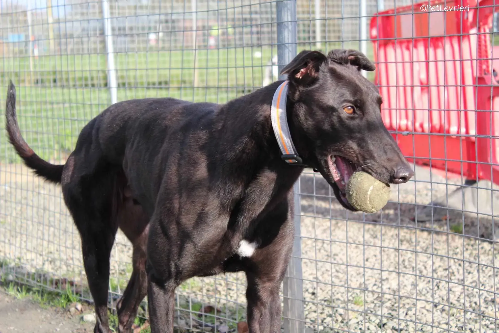 Bono adozione levrieri greyhound 18