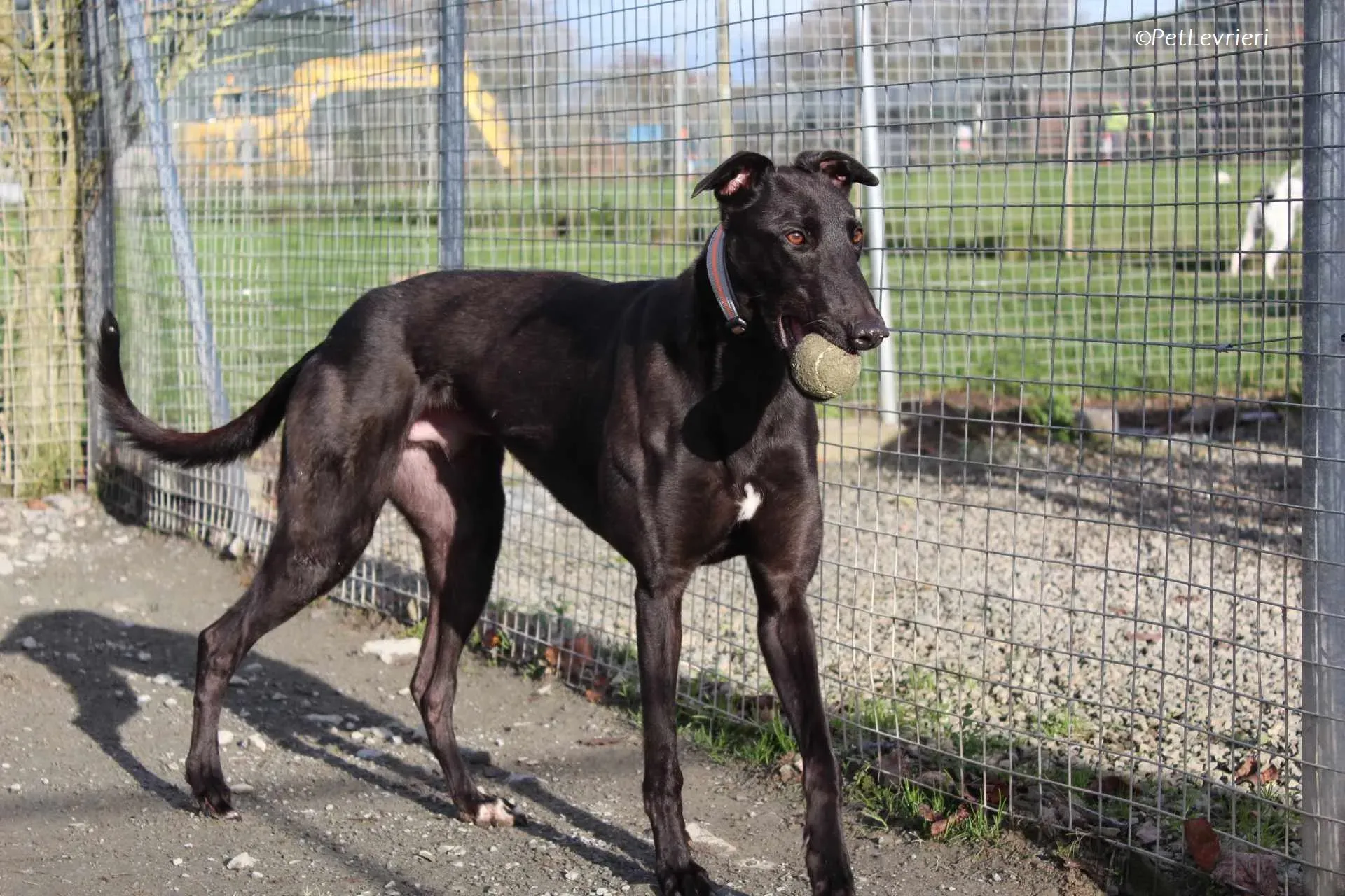 Bono adozione levrieri greyhound 19