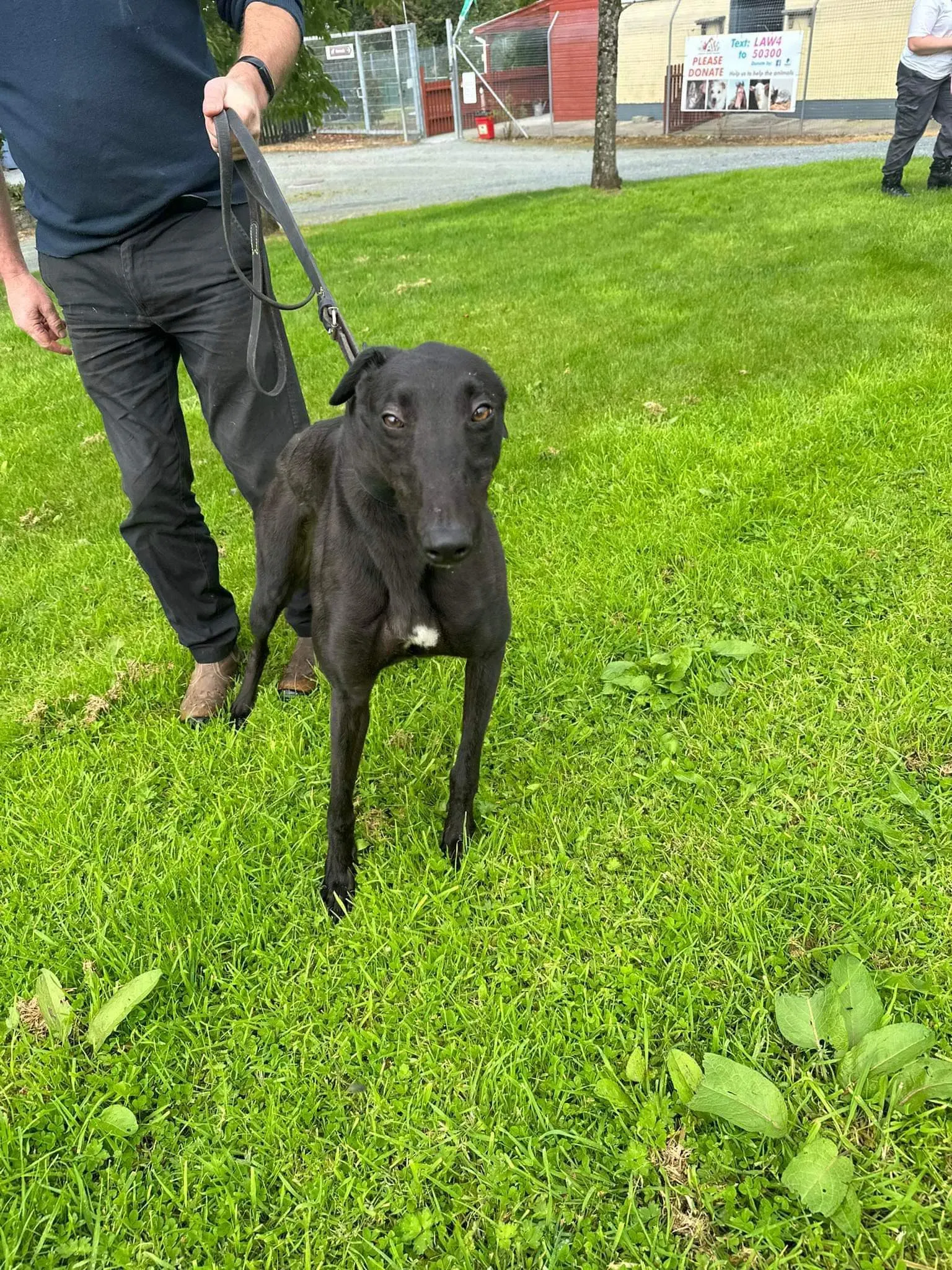 Bono adozione levrieri greyhound 2