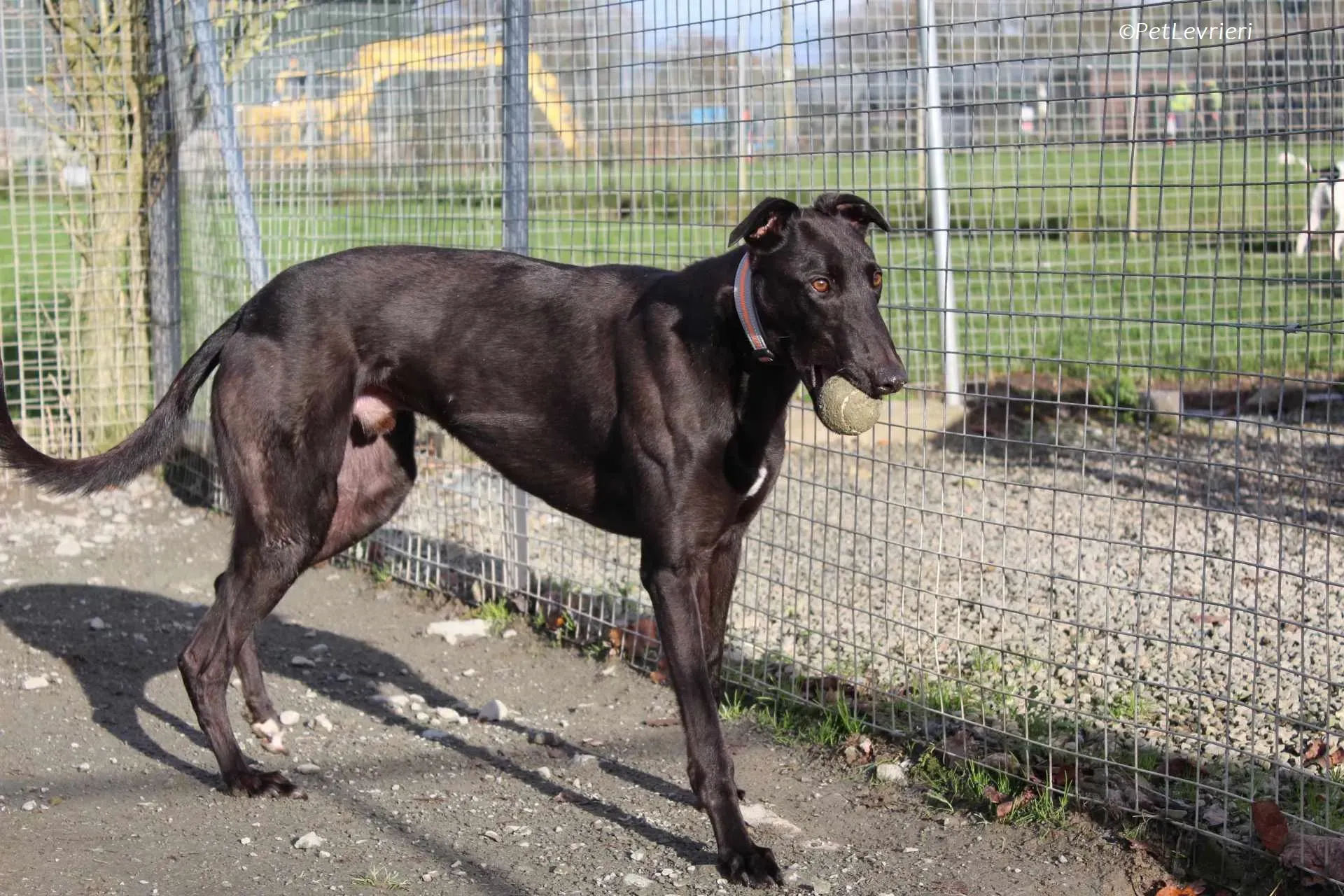 Bono adozione levrieri greyhound 20