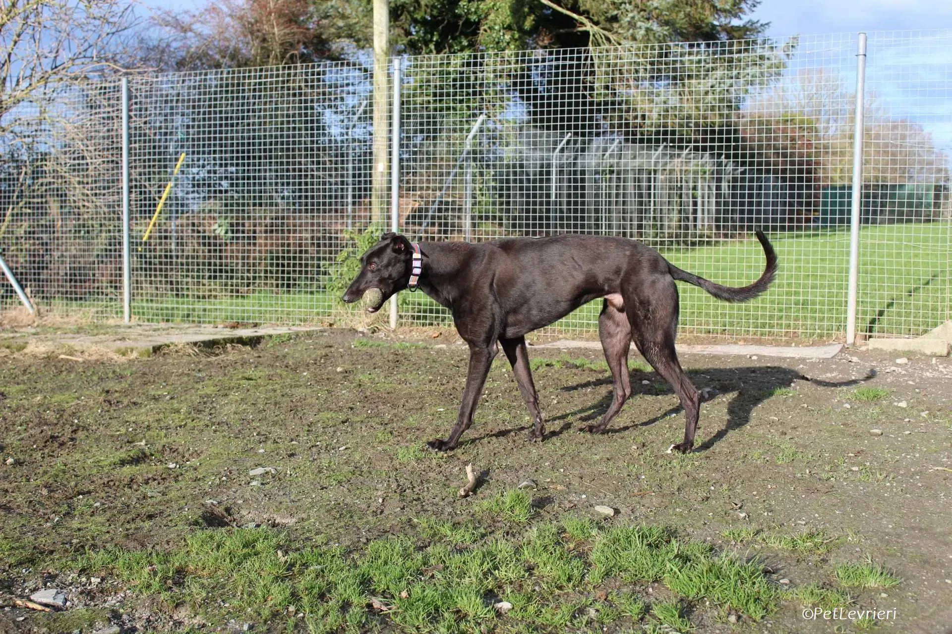 Bono adozione levrieri greyhound 21