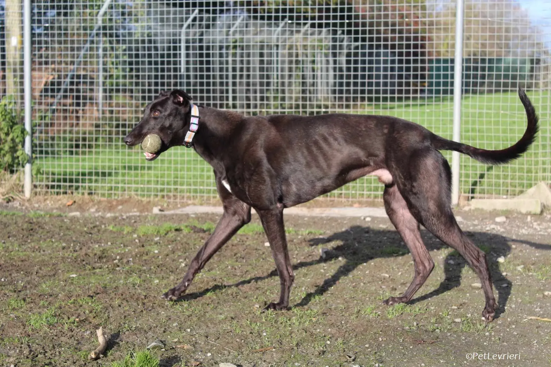 Bono adozione levrieri greyhound 22