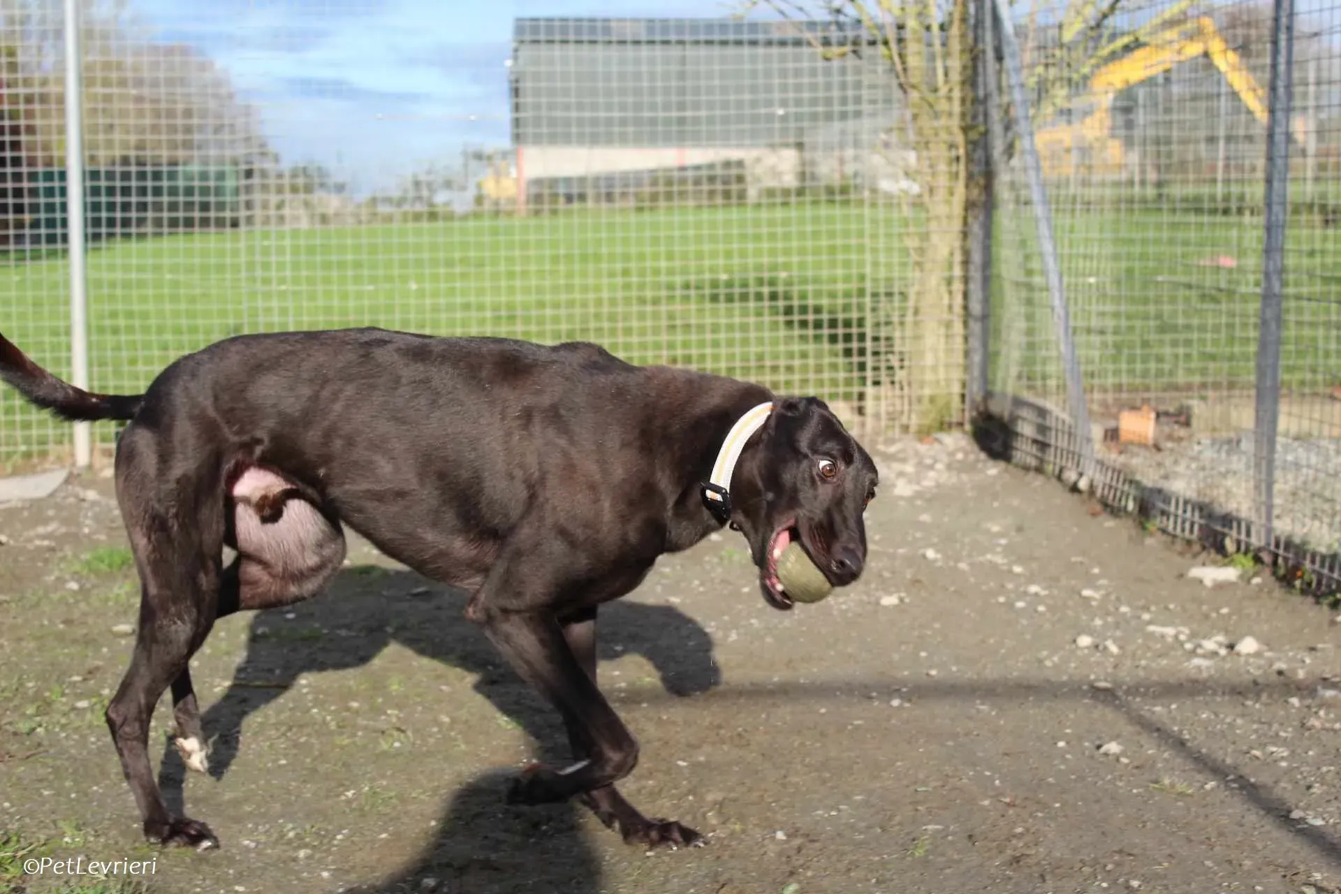 Bono adozione levrieri greyhound 23