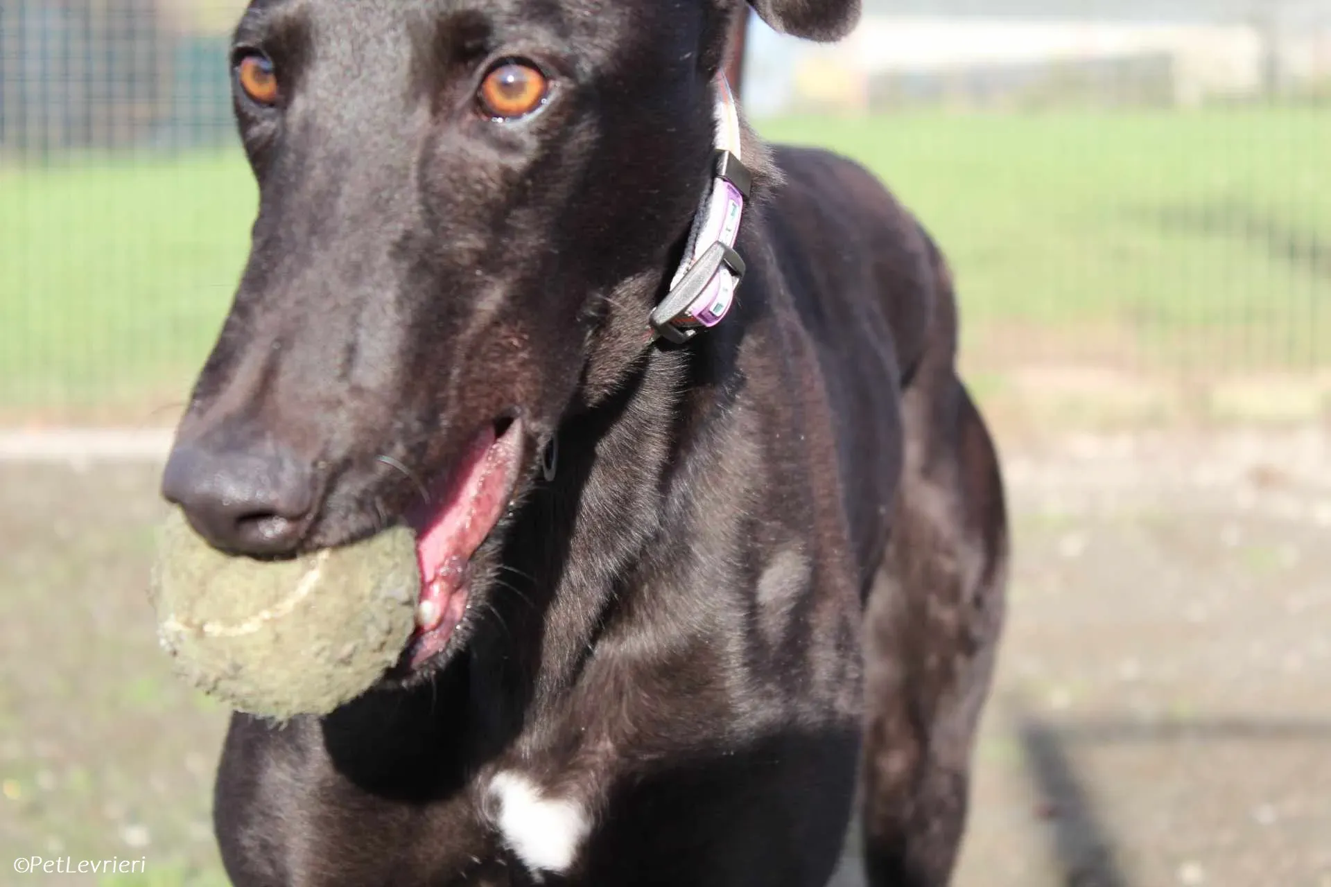 Bono adozione levrieri greyhound 24