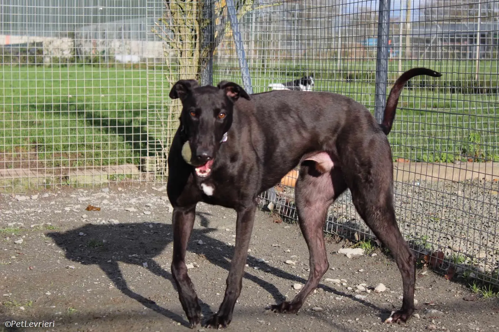 Bono adozione levrieri greyhound 25