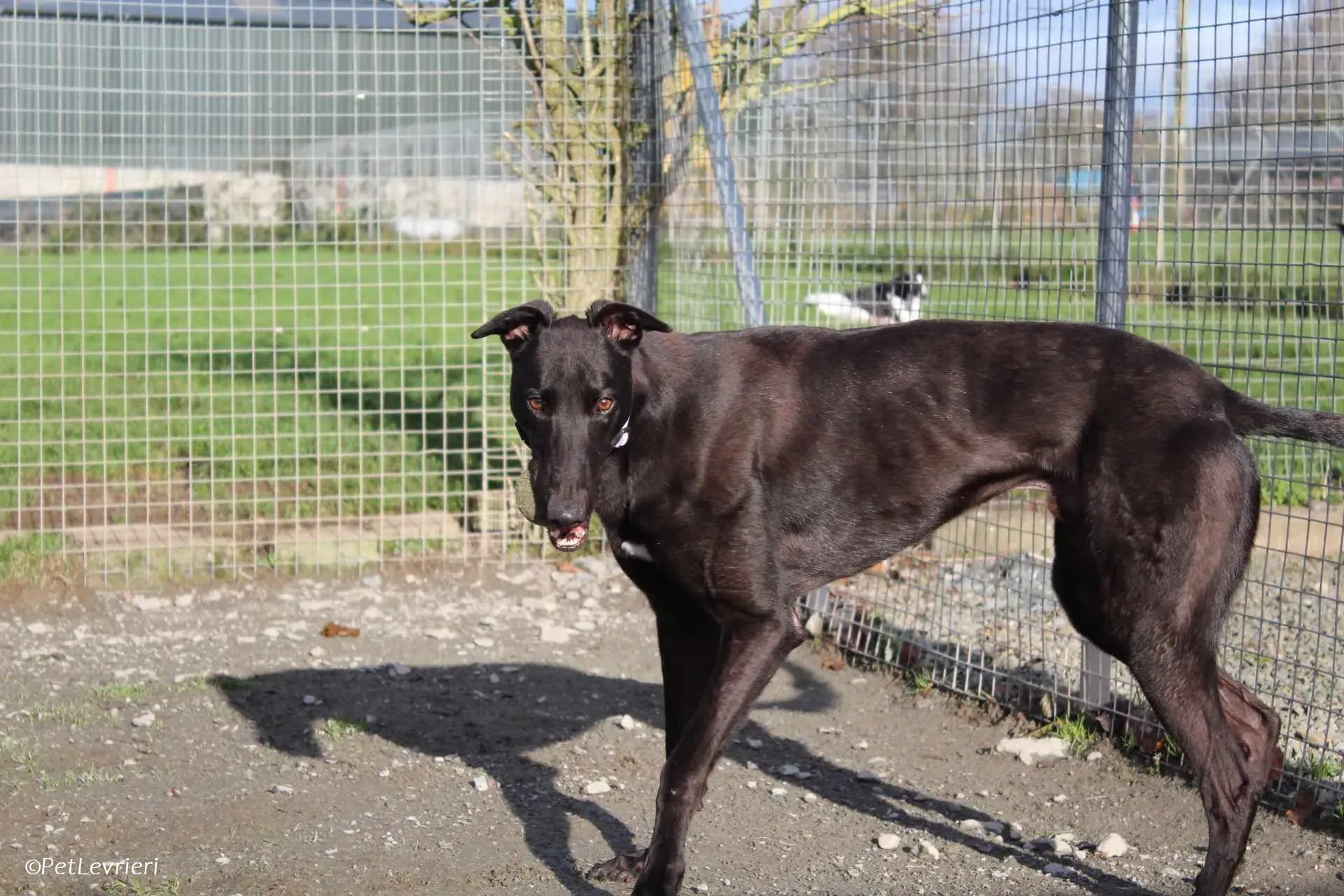 Bono adozione levrieri greyhound 26