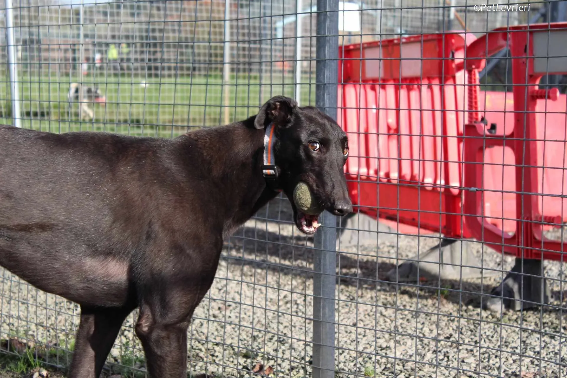 Bono adozione levrieri greyhound 27
