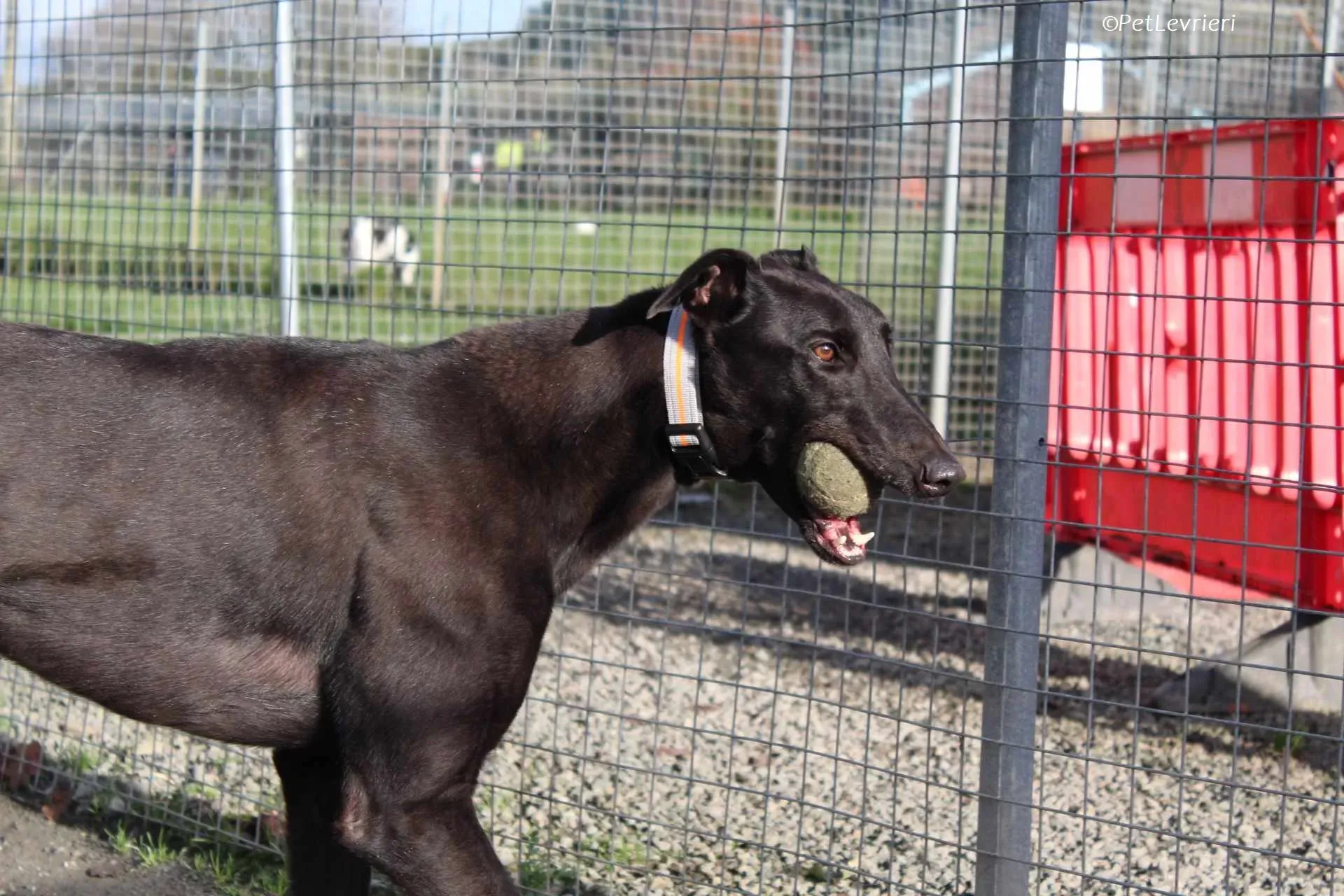 Bono adozione levrieri greyhound 28