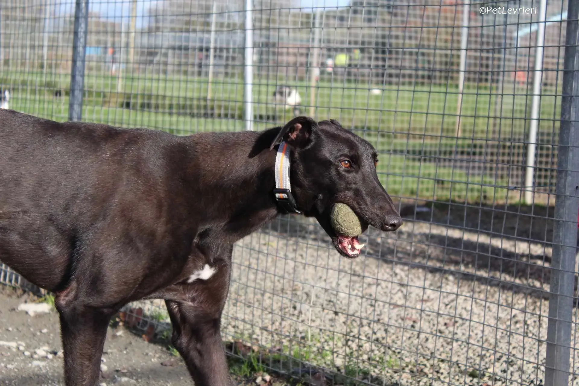 Bono adozione levrieri greyhound 29