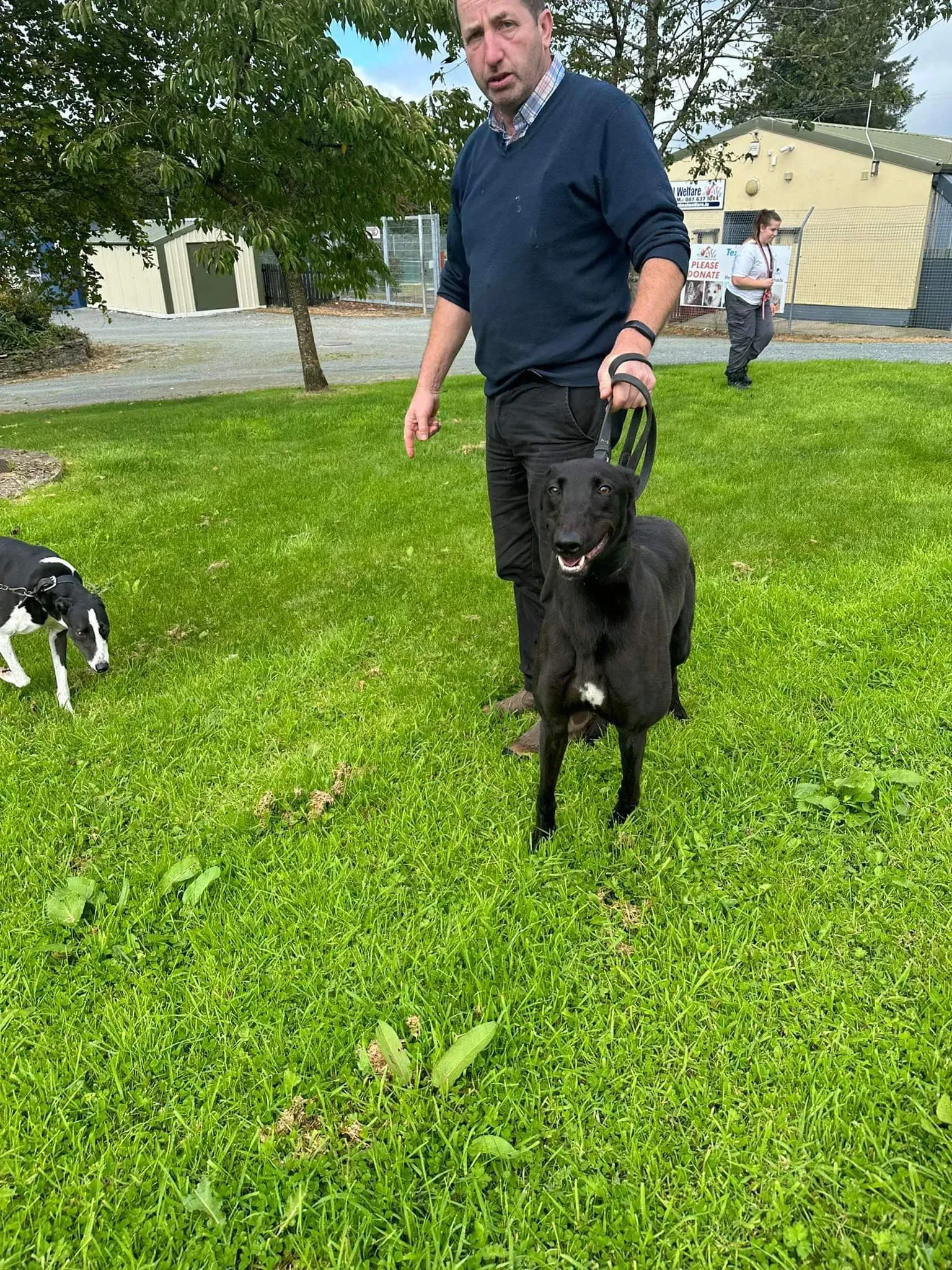 Bono adozione levrieri greyhound 3