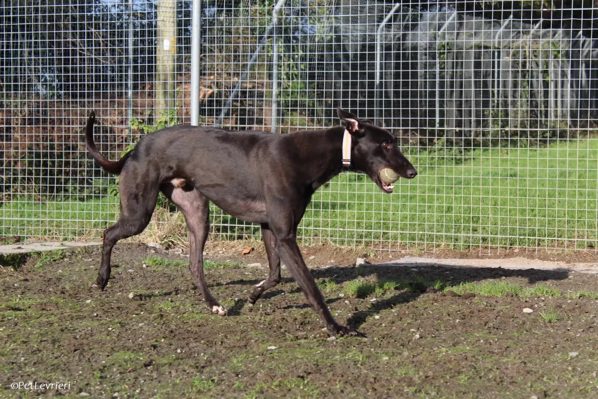 Bono adozione levrieri greyhound 30