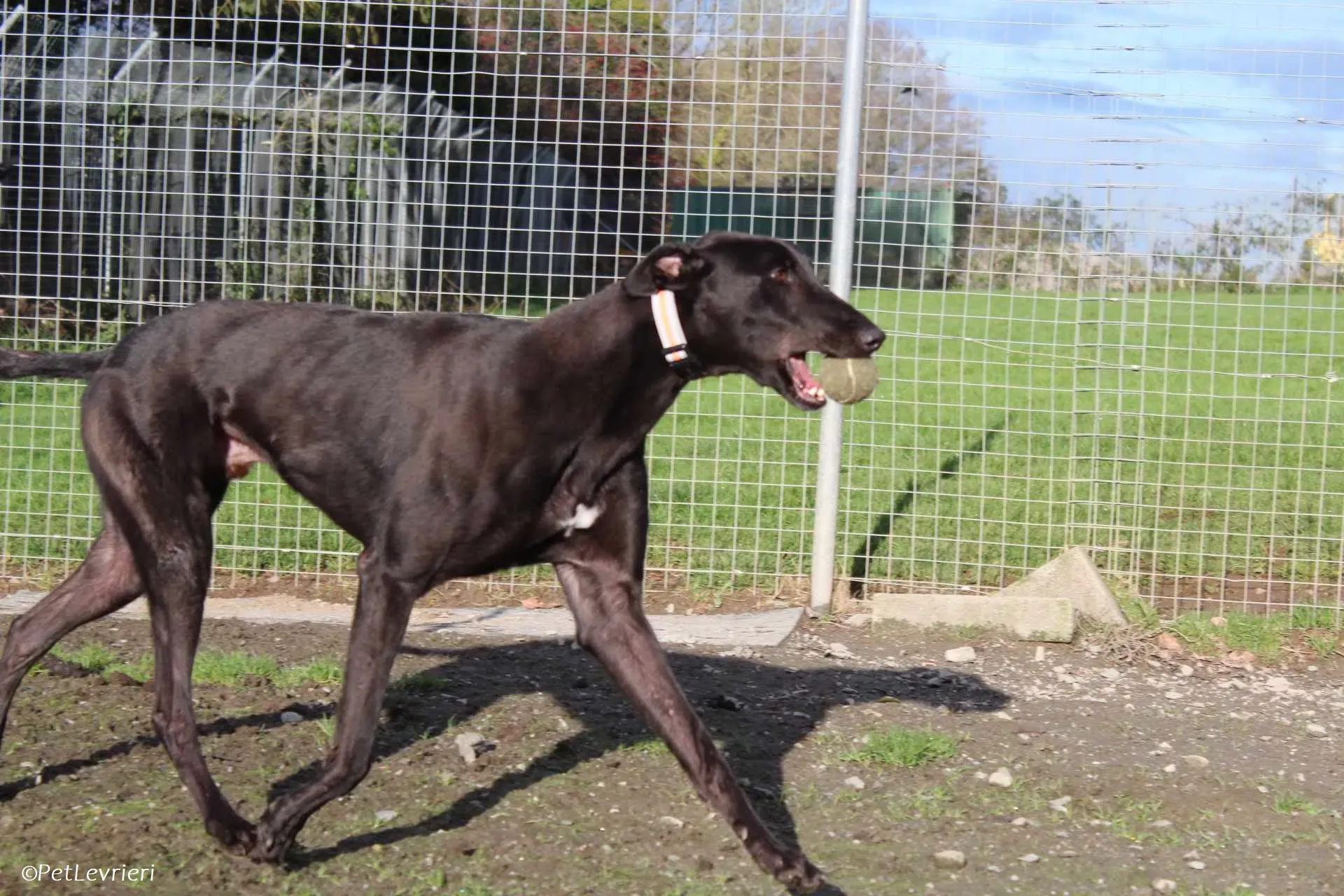 Bono adozione levrieri greyhound 31