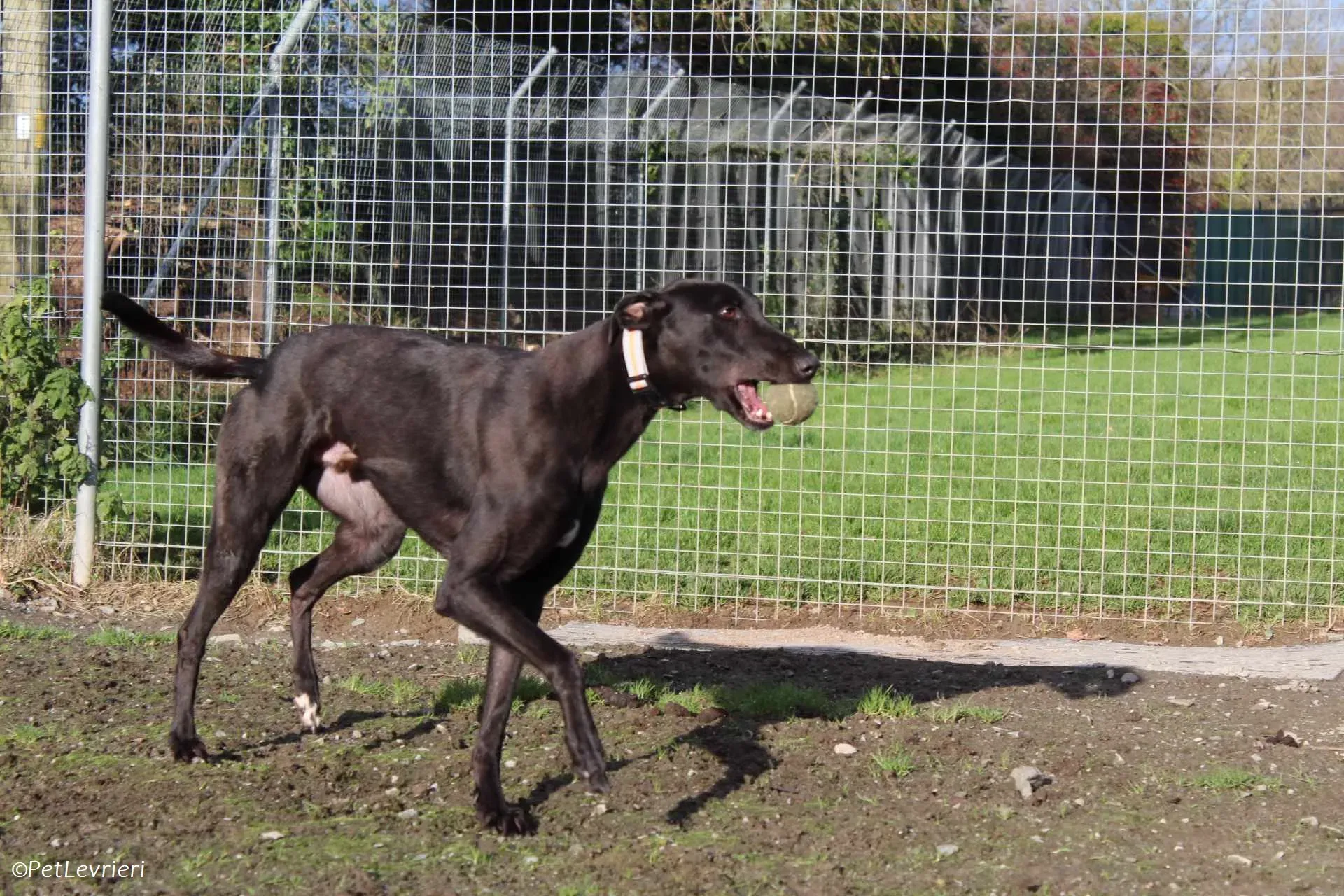 Bono adozione levrieri greyhound 32
