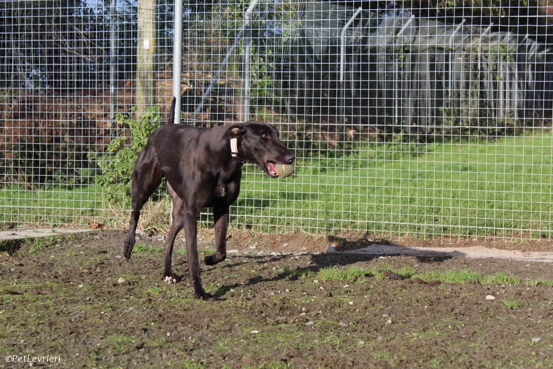 Bono adozione levrieri greyhound 33