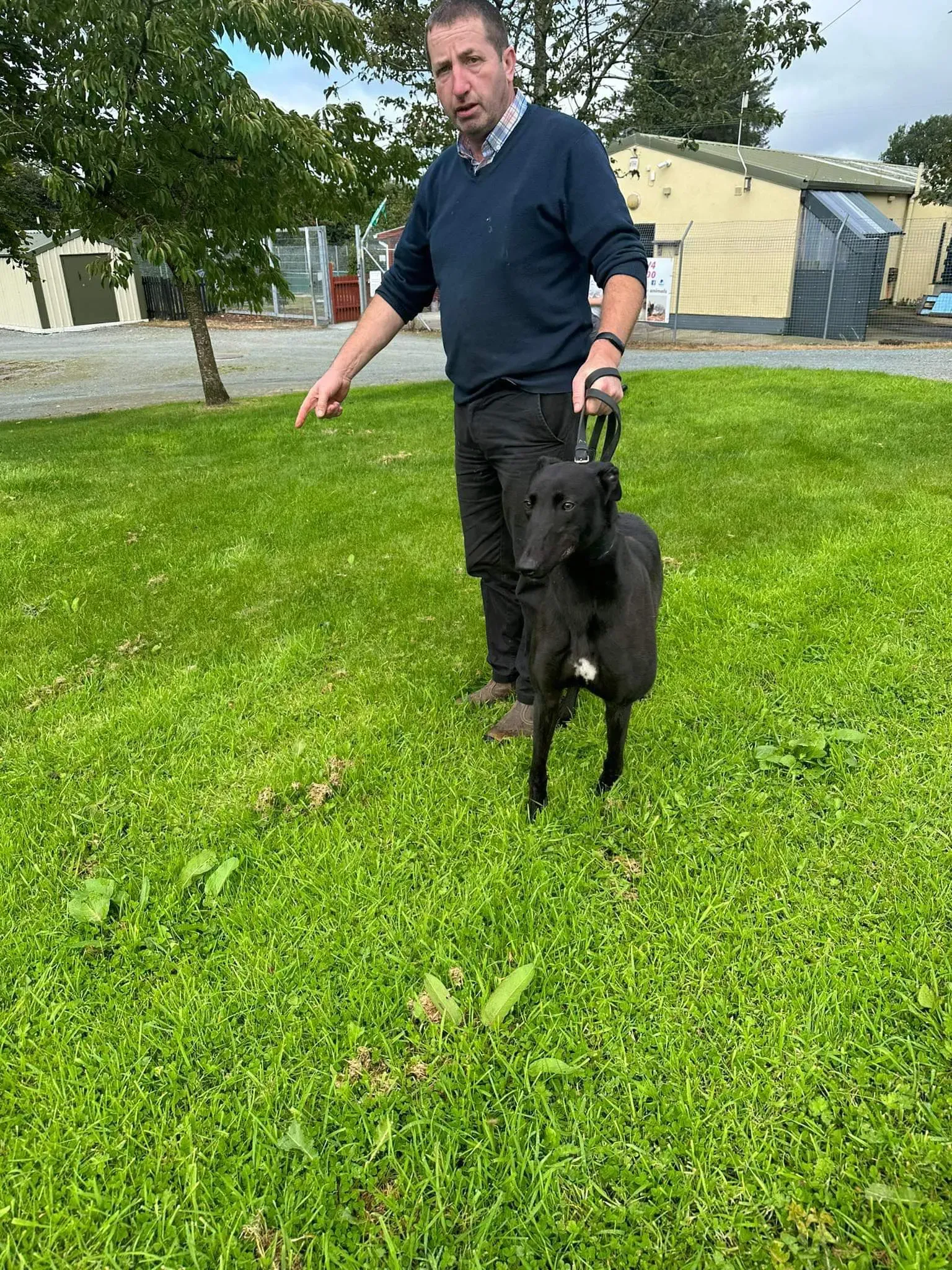 Bono adozione levrieri greyhound 4