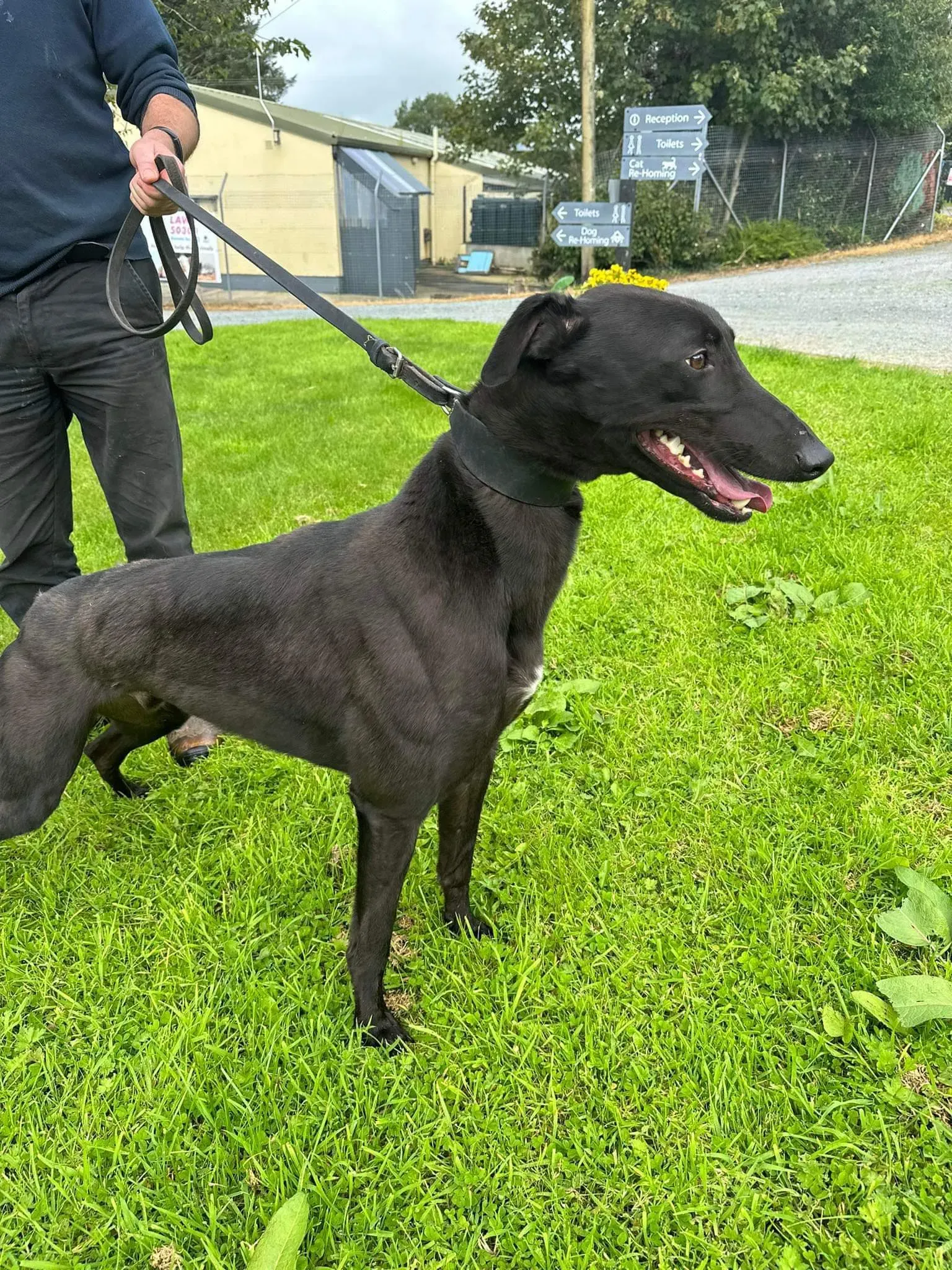 Bono adozione levrieri greyhound 5