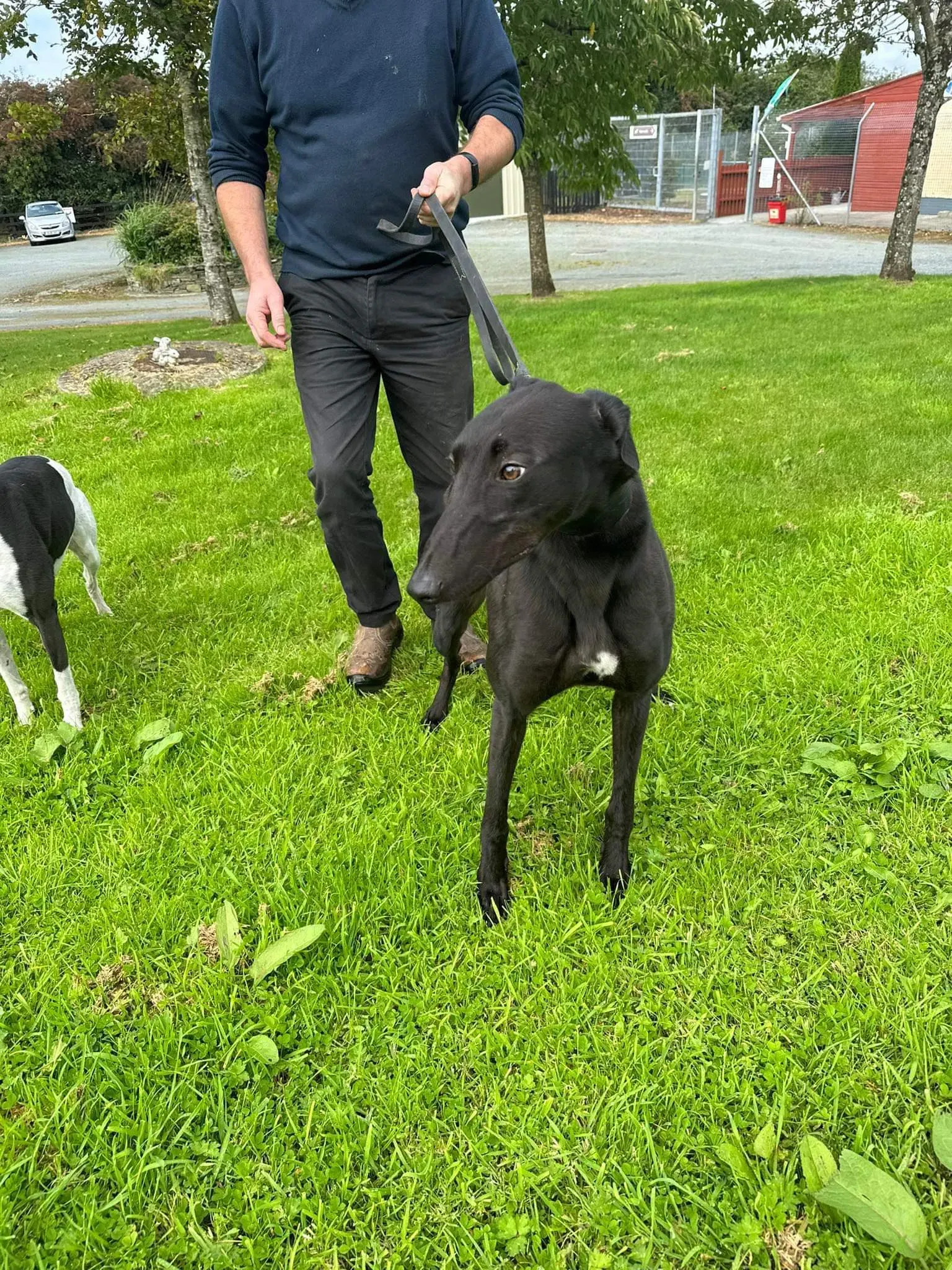 Bono adozione levrieri greyhound 6