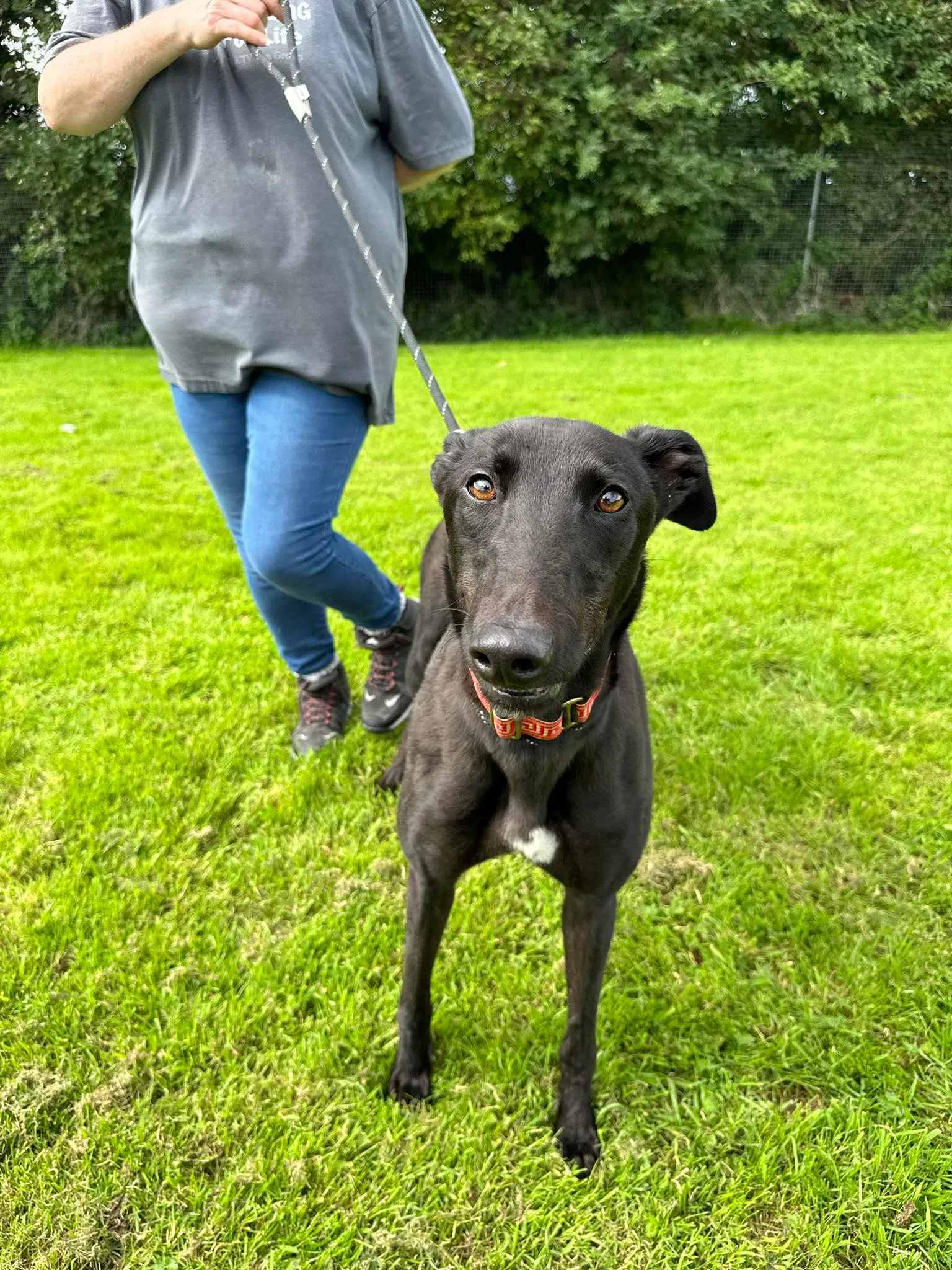 Bono adozione levrieri greyhound 7