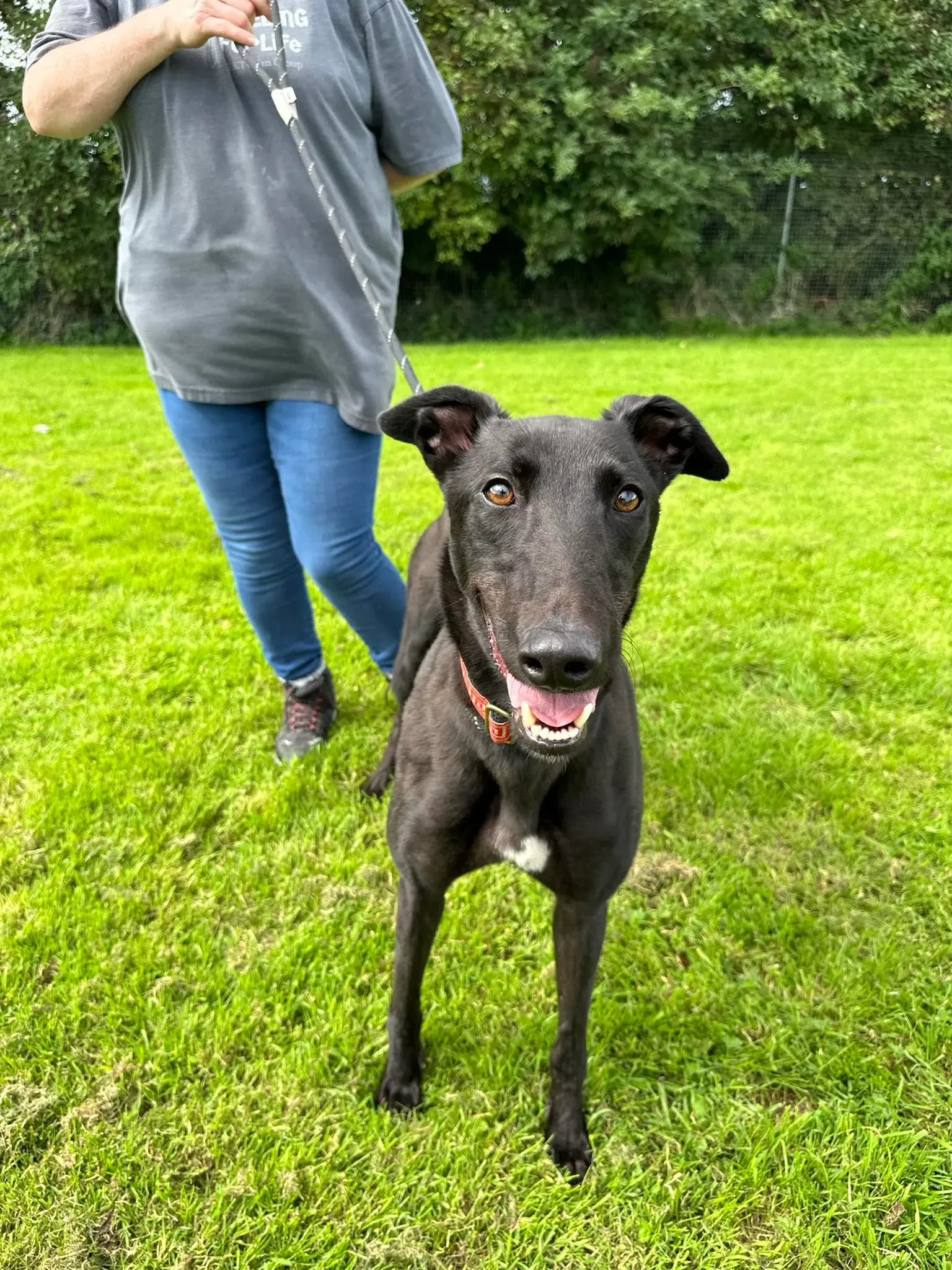 Bono adozione levrieri greyhound 8