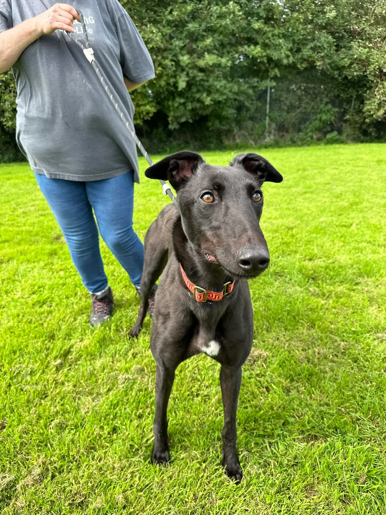 Bono adozione levrieri greyhound 9