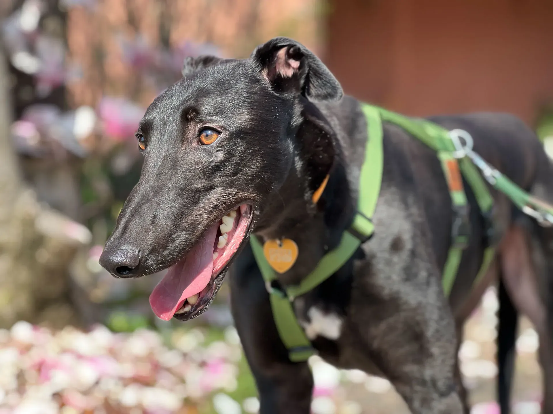 Bono greyhound maschio neo cane adozione levriero1