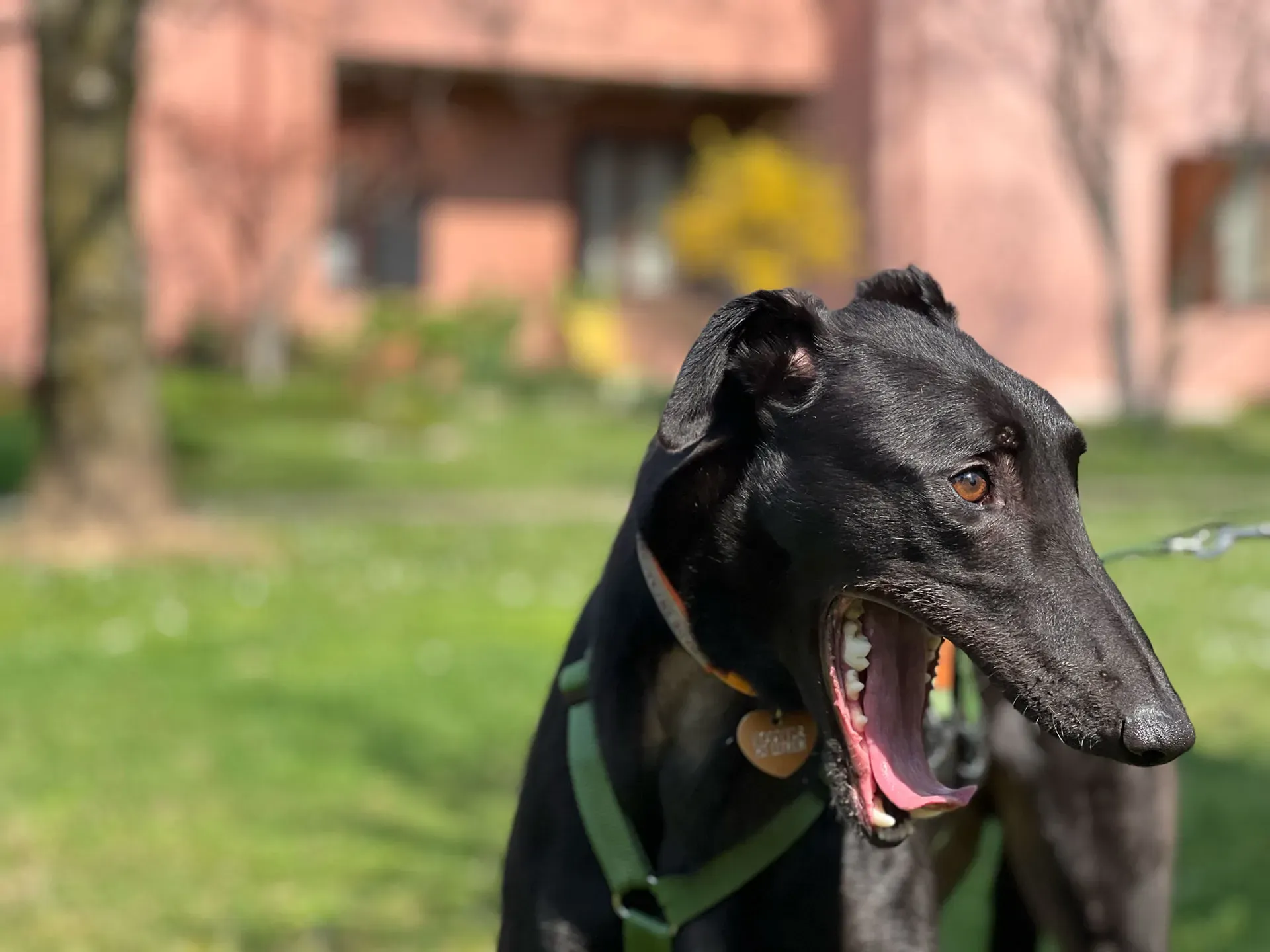 Bono greyhound maschio neo cane adozione levriero10
