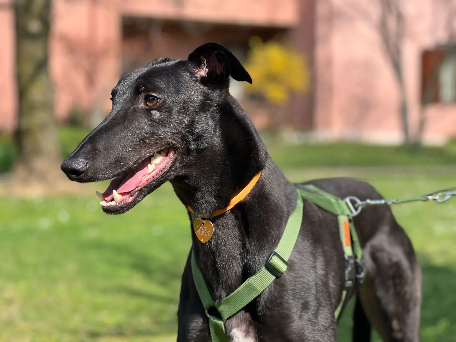 Bono greyhound maschio neo cane adozione levriero11