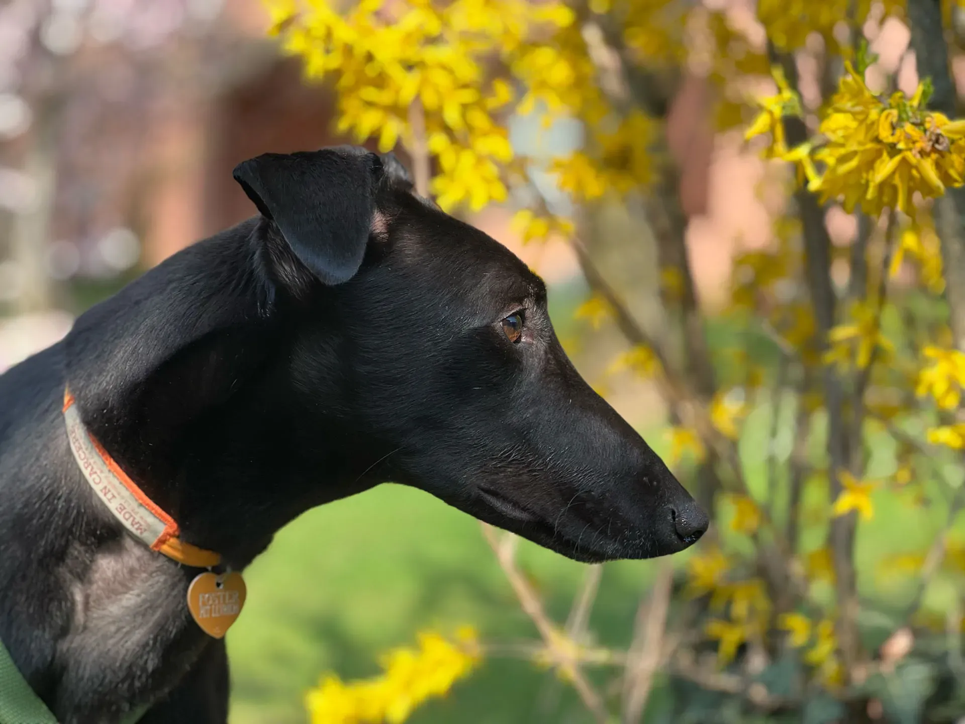 Bono greyhound maschio neo cane adozione levriero12