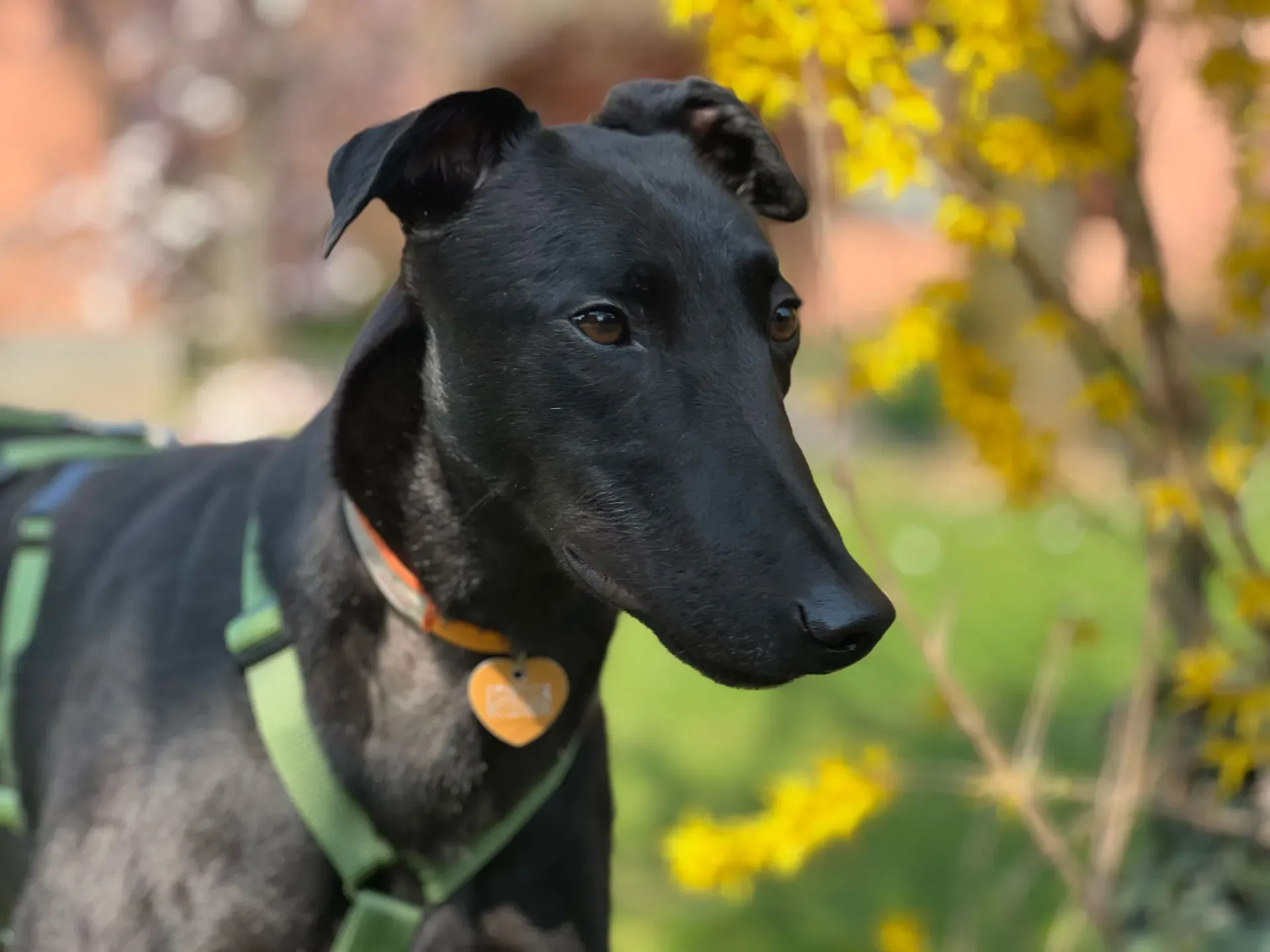 Bono greyhound maschio neo cane adozione levriero13