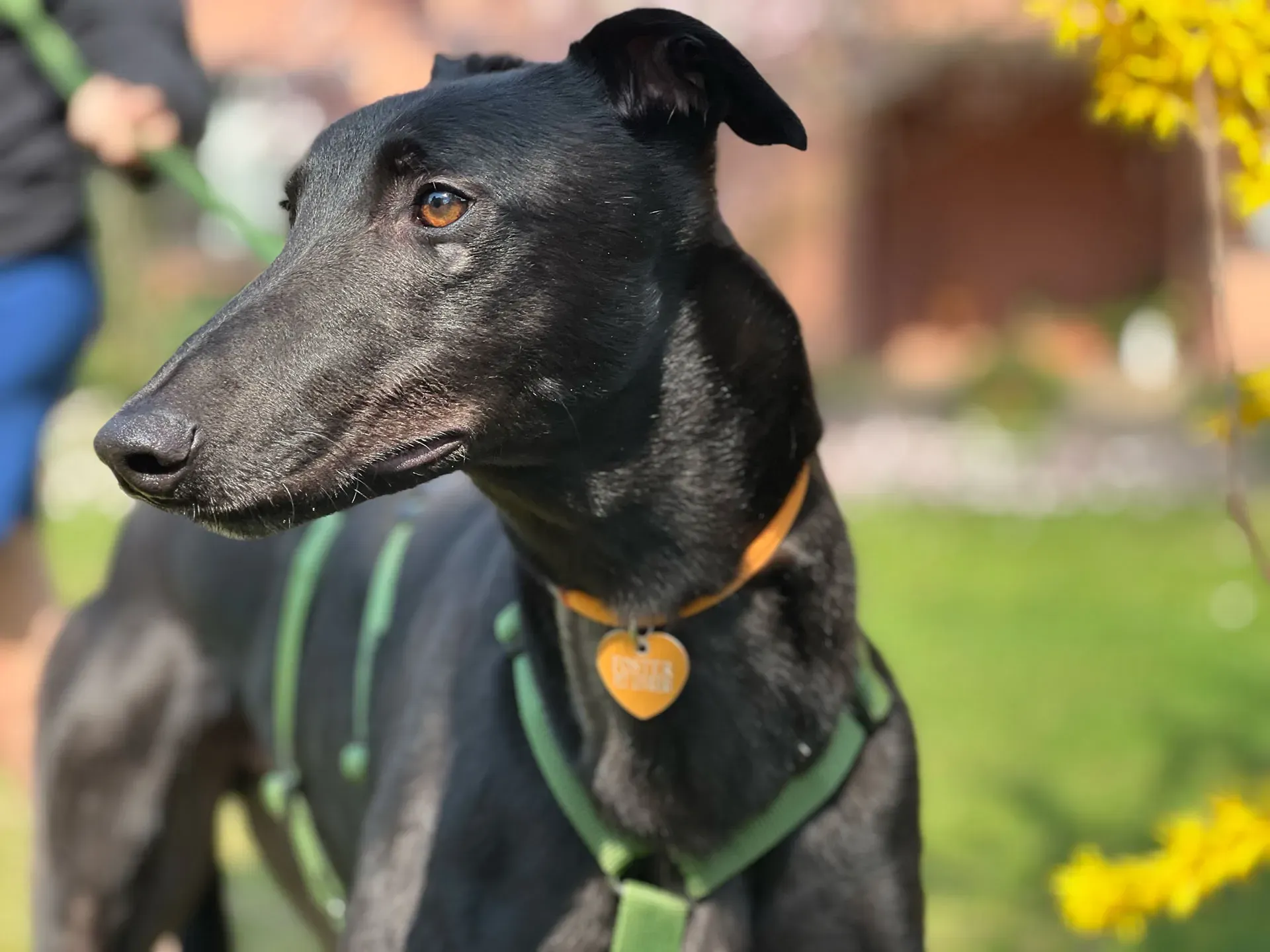 Bono greyhound maschio neo cane adozione levriero14