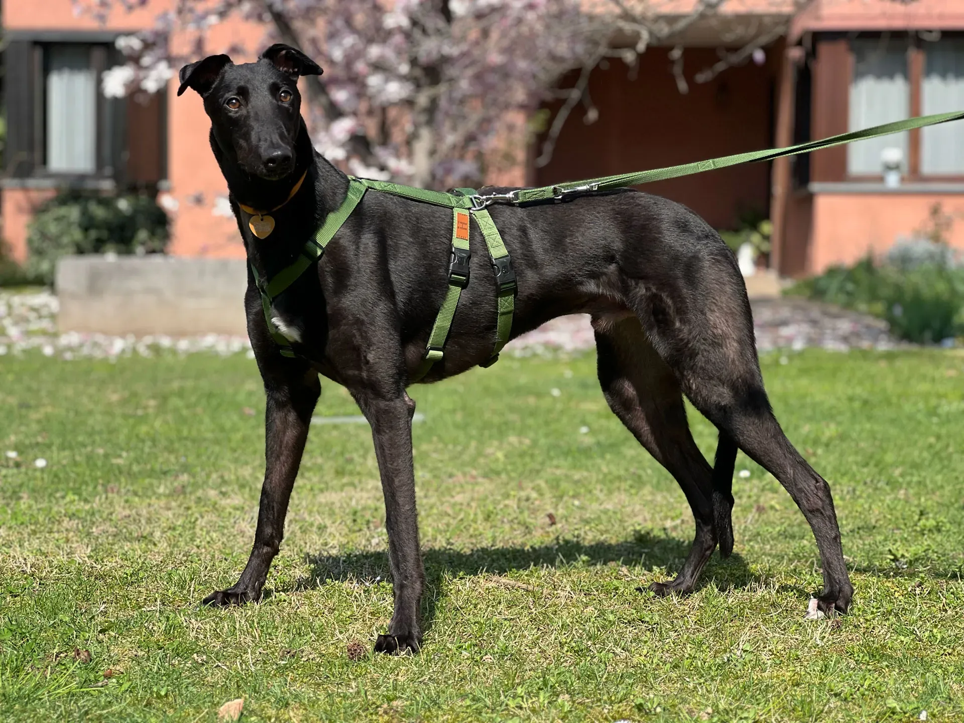 Bono greyhound maschio neo cane adozione levriero15
