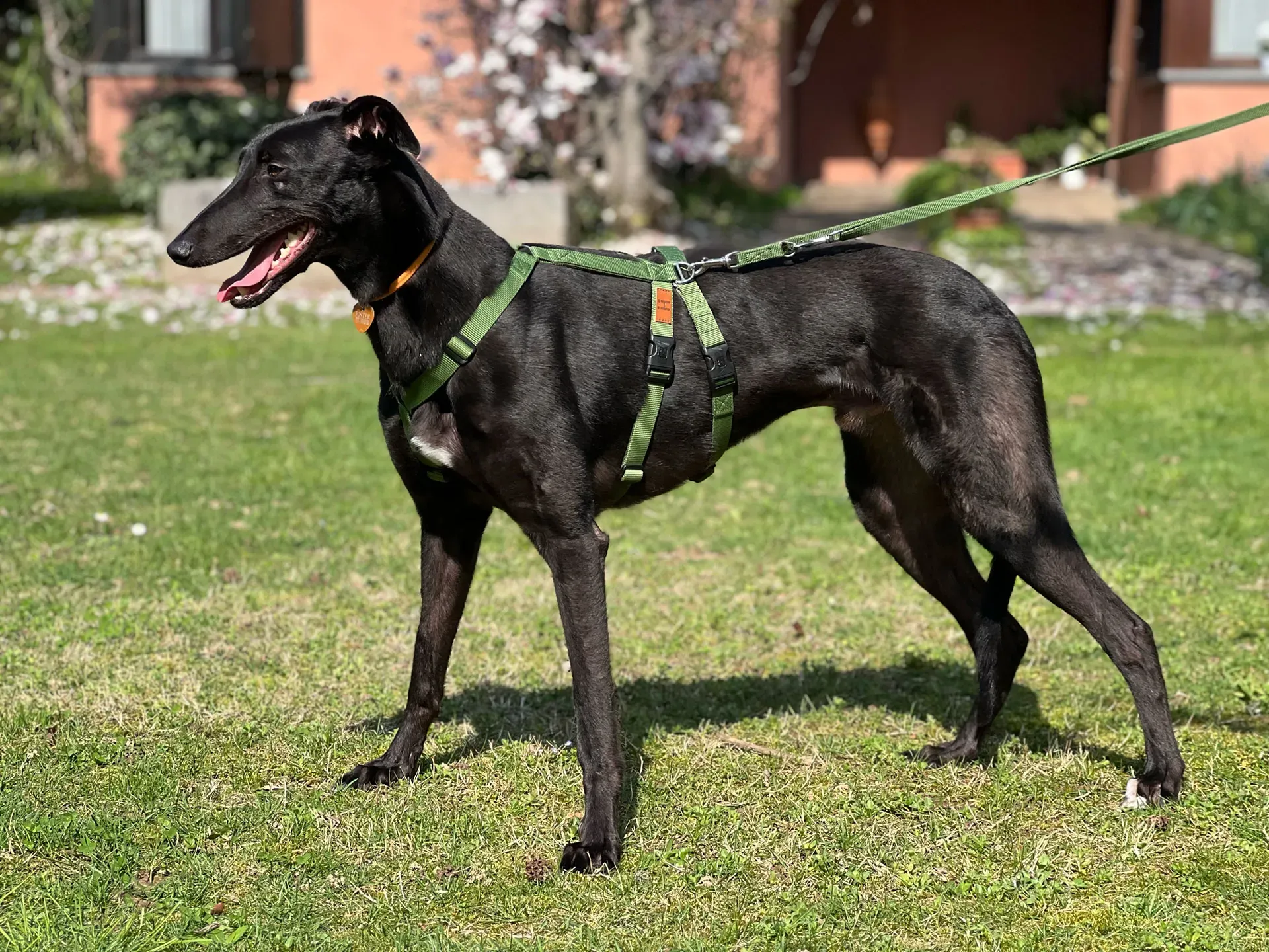 Bono greyhound maschio neo cane adozione levriero16